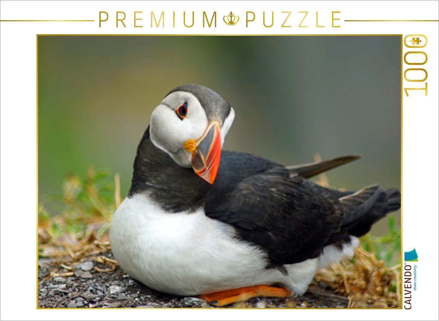 Puzzle CALVENDO Puzzle von Babett Paul - Papageitaucher - kleine Vögel ganz groß! 1000 Teile Lege-Größe 64 x 48 cm Foto-Puzzle Bild von Babett''s Bildergalerie