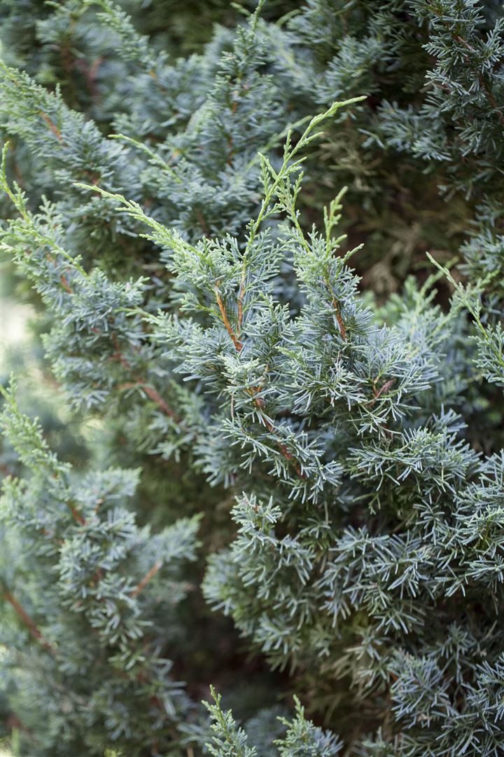 Pflanzen für Dich Konifere Juniperus chinensis Blaauw, 1 St., Chinesischer Wacholder, blaugrün, kegelförmig