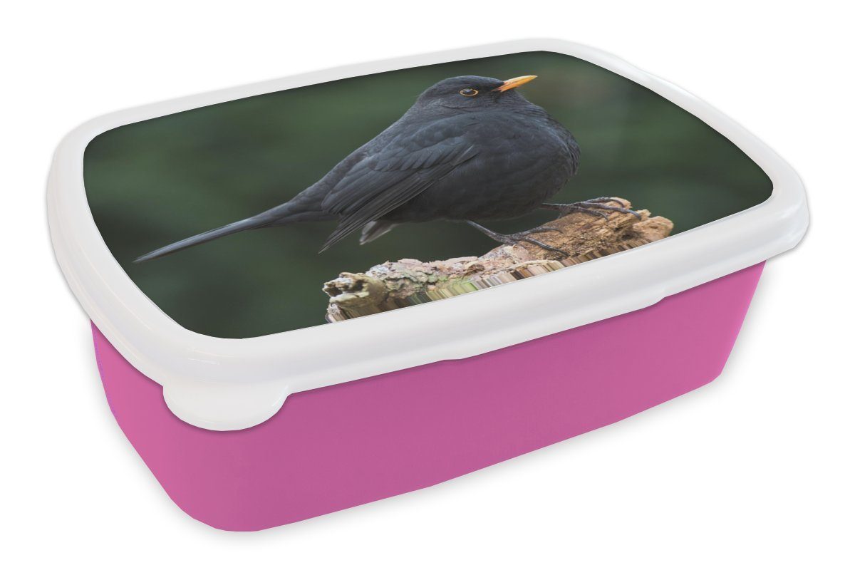 MuchoWow Lunchbox Männliche Amsel auf Totholz sitzend, Kunststoff, (2-tlg), Brotbox für Erwachsene, Brotdose Kinder, Snackbox, Mädchen, Kunststoff rosa