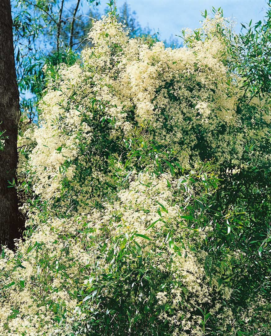 Pflanzen für Dich Kletterpflanze Clematis mandschurica, 1 St., Clematis mandschurica, weiße Blüten, duftend