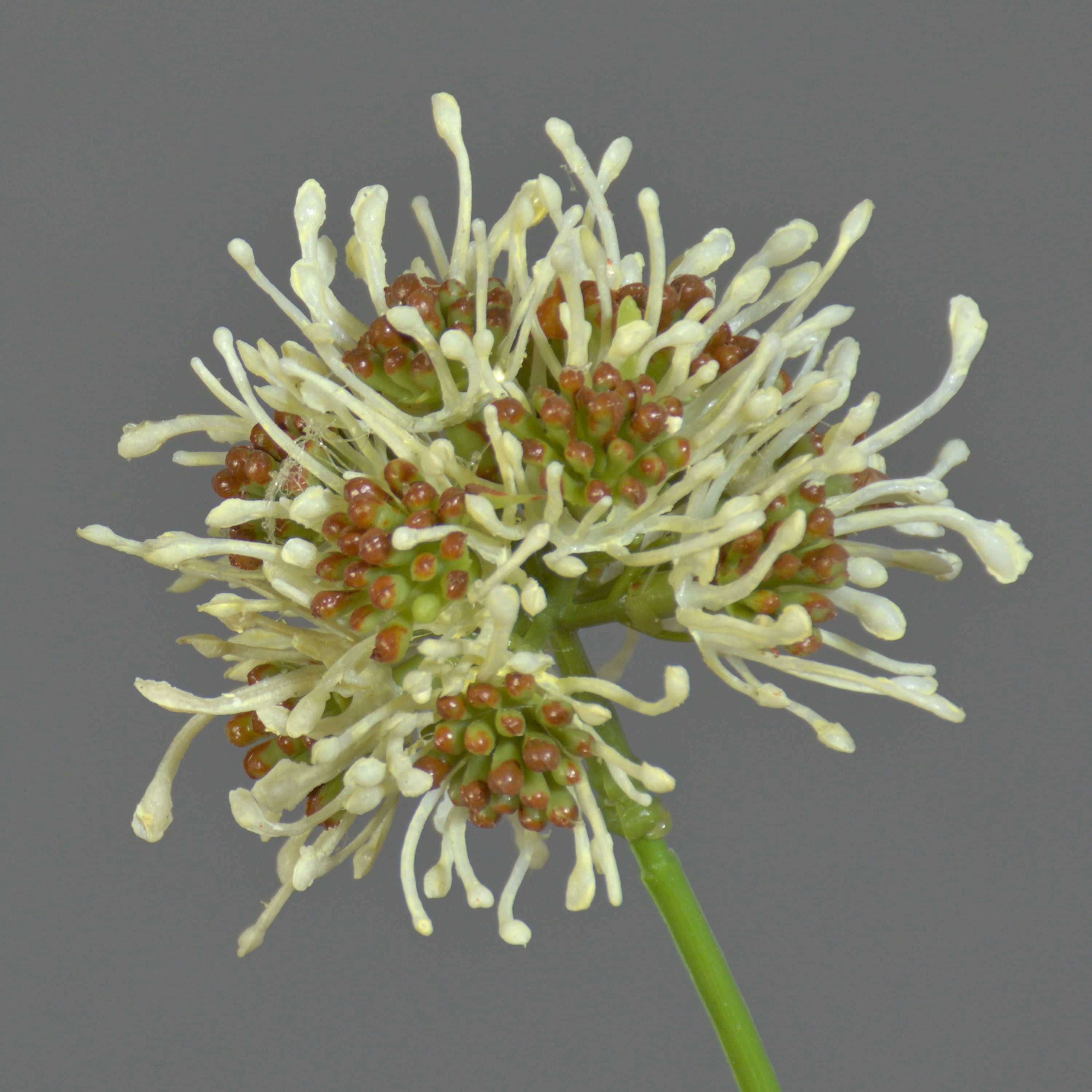 Kunstzweig Kunstblumen Zweig Allium Zebu, Creme, 65cm, Ø6cm Allium, artplants, Höhe 65.0 cm