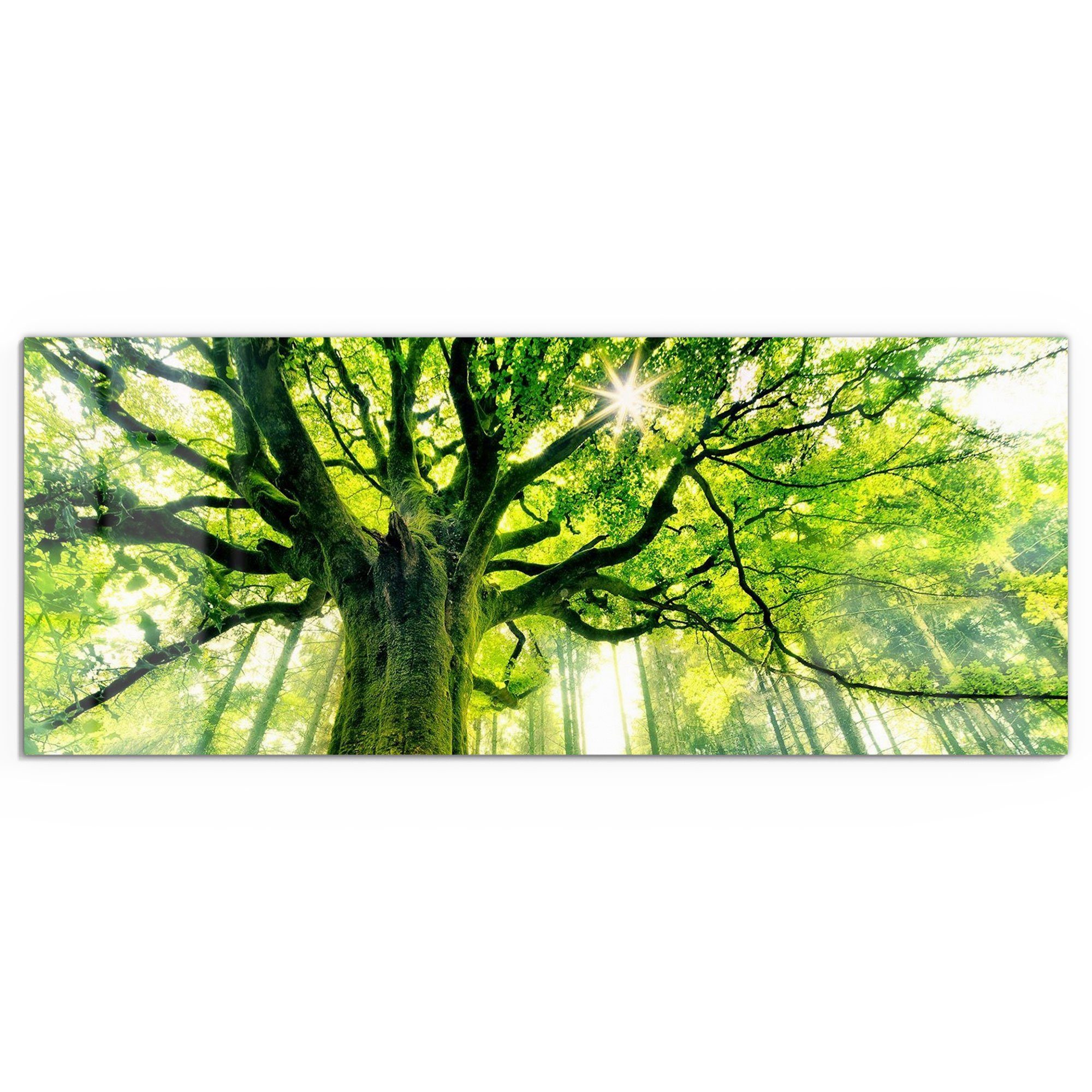 DEQORI Glasbild 'Eindrucksvoller Baum', 'Eindrucksvoller Baum', günstig online kaufen