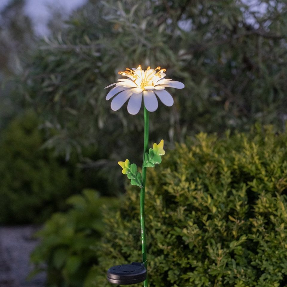 STAR TRADING LED Solarleuchte LED Gartenleuchte Gänseblümchen Solarstab 10  Dew Drop LED 77cm Sensor, LED Classic, warmweiß (2100K bis 3000K)