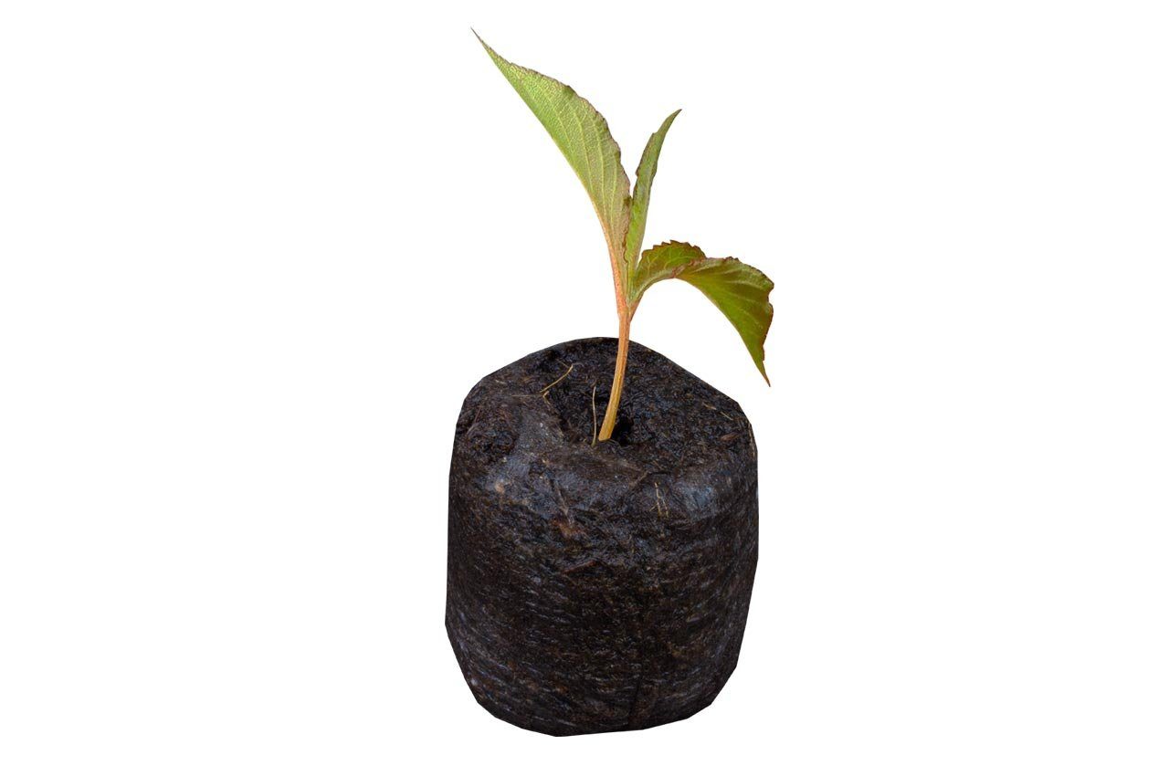 St) Anzuchterde Kokos (1000 die Jiffy Anzucht Quelltabletten für Anzuchttopf Weedness Torfquelltöpfe