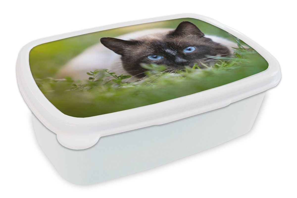 MuchoWow Lunchbox Katze - Gras - Porträt, Kunststoff, (2-tlg), Brotbox für Kinder und Erwachsene, Brotdose, für Jungs und Mädchen weiß