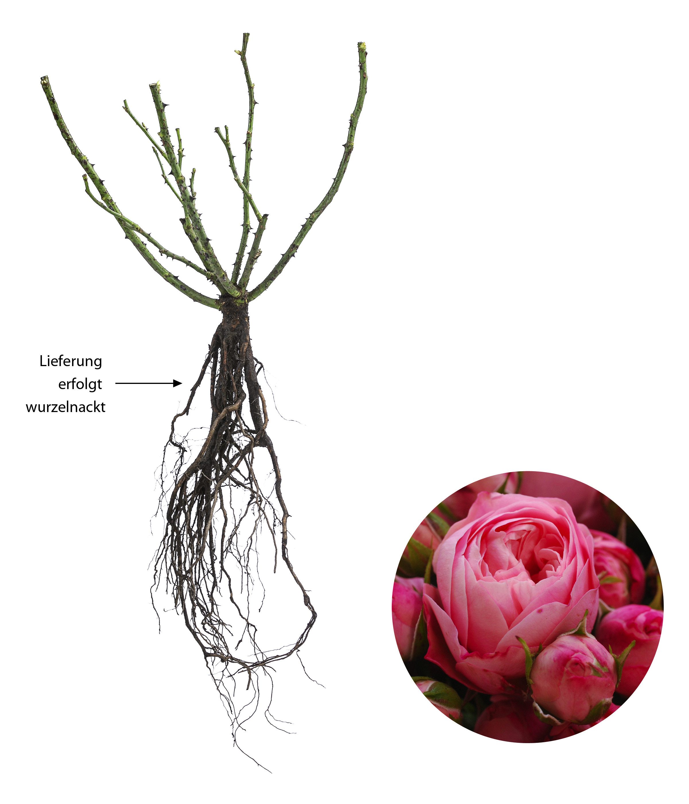 Dehner Rose Edelrose Noblesse® Spray-Rose Playful Rokoko®, dicht gefüllte pinke Blüten, Züchter Tantau