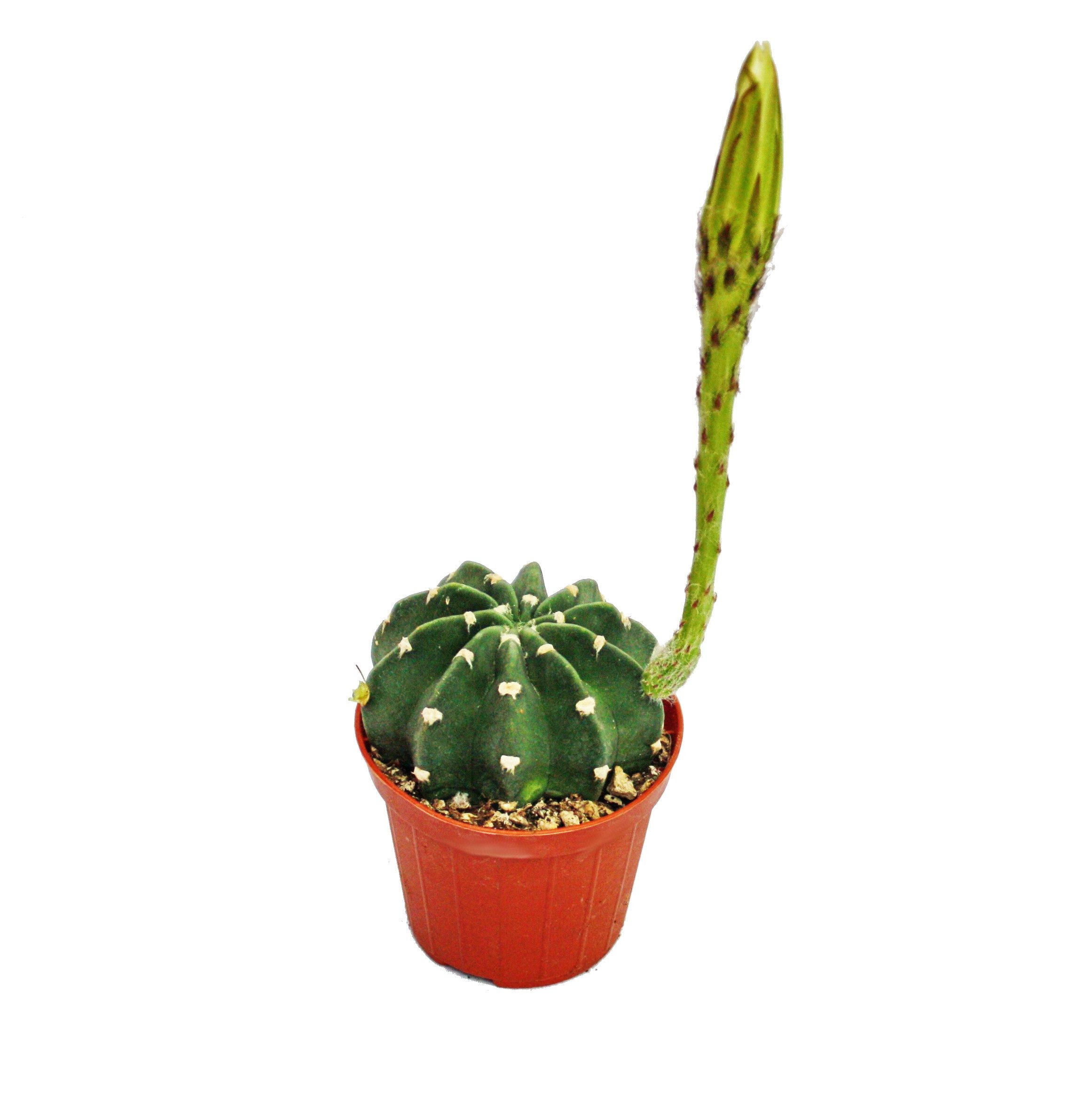 Exotenherz Kaktus Echinopsis subdenundata - kleine Pflanze im 5,5cm Topf günstig online kaufen