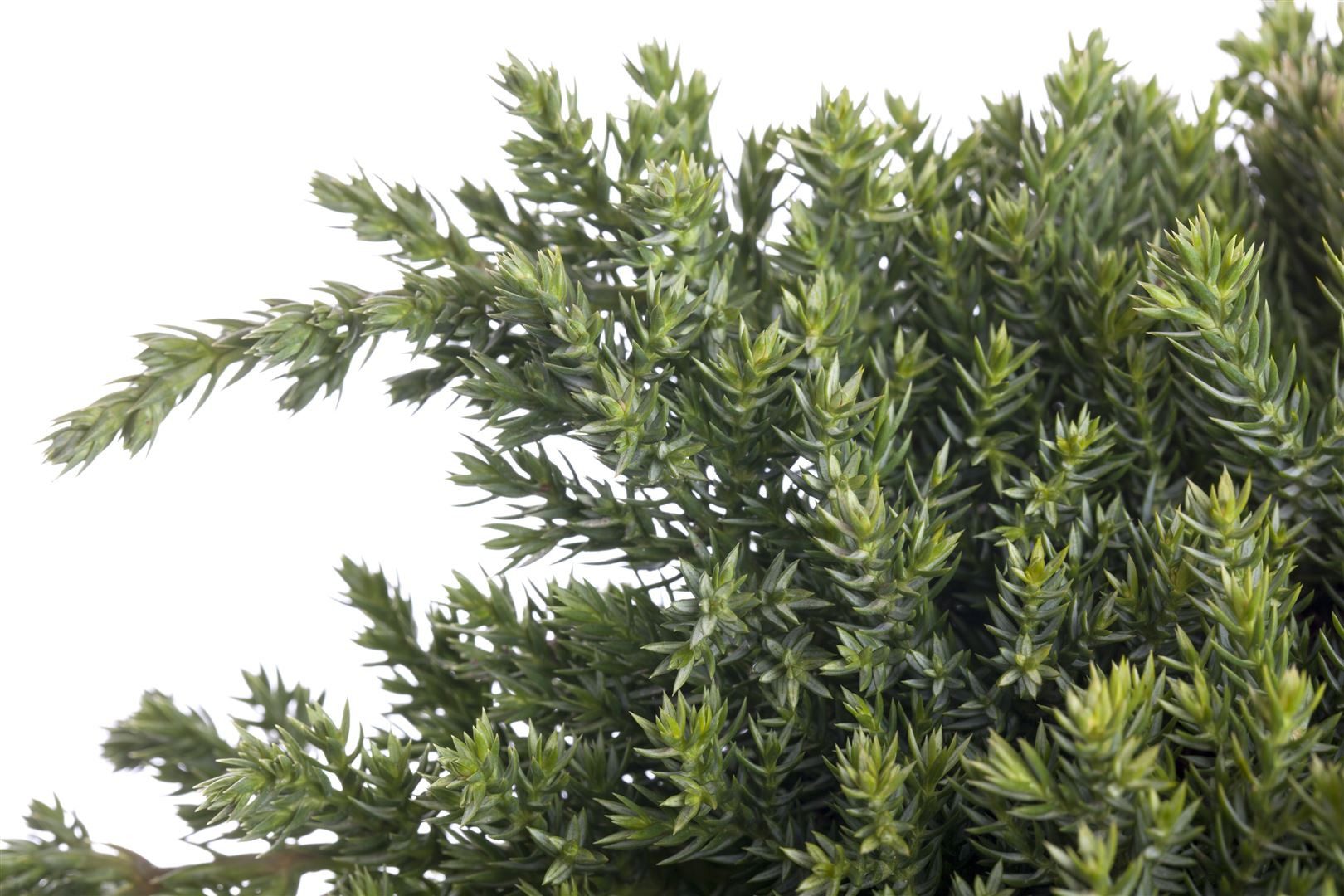 Pflanzen für Dich Konifere Juniperus procumbens 'Nana', 1 St., Kriech-Wacholder, Zwerg-Wacholder, kriechend, immergrün – Bild 5 von 5