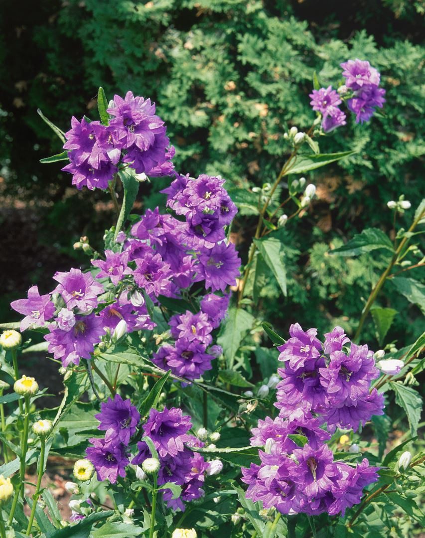 Pflanzen für Dich Staude Campanula trach., 1 St., Nesselblättrige Glockenblume, Große Glockenblume, Knäuel-Glockenblume