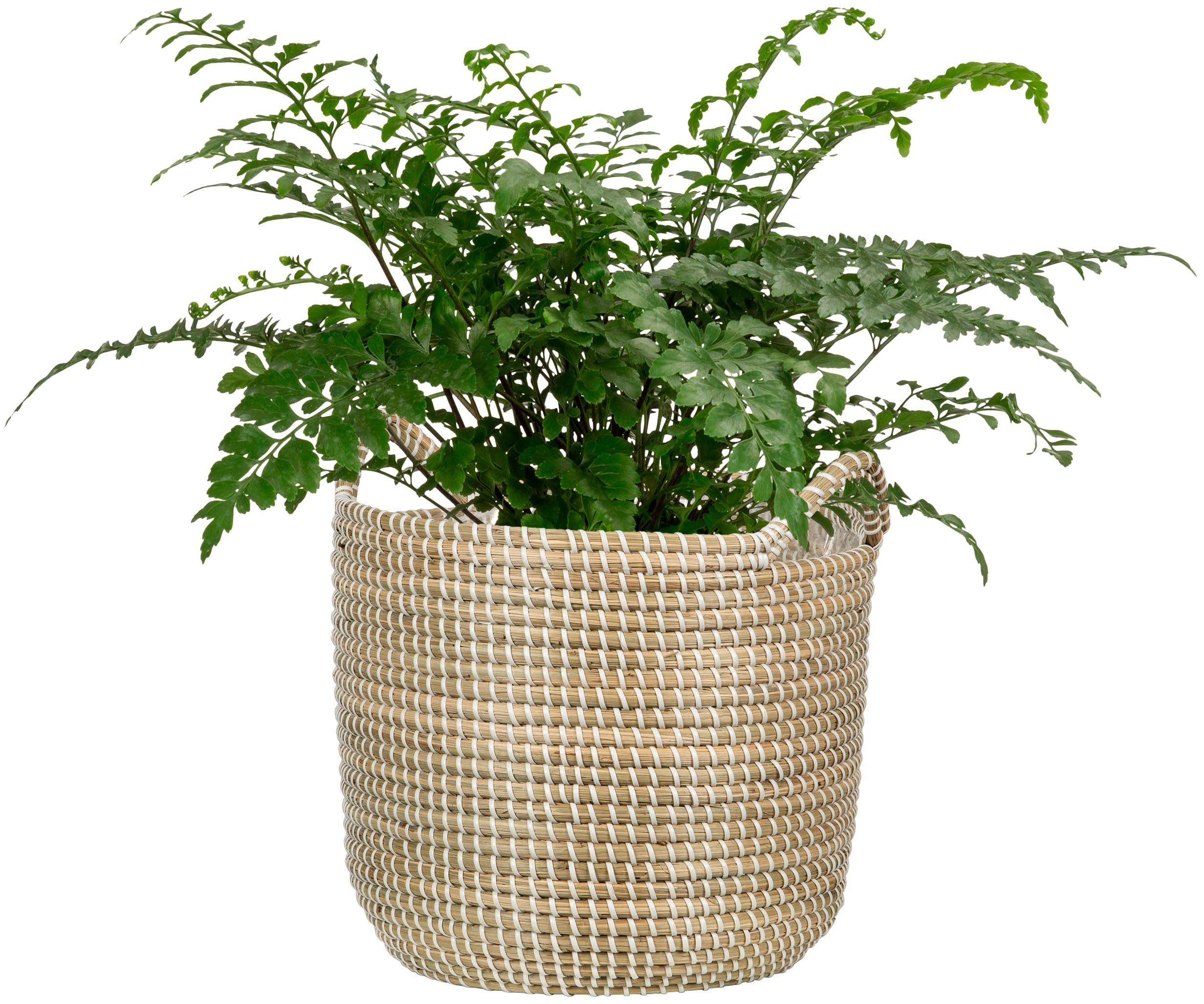 Scheurich Blumentopf white 36/514