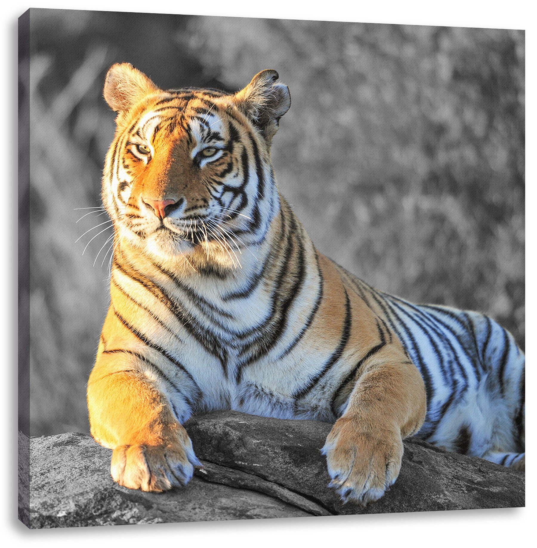 Pixxprint Leinwandbild Tiger Zackenaufhänger wunderschöner bespannt, inkl. St), (1 stolzer wunderschöner fertig Tiger, Leinwandbild stolzer