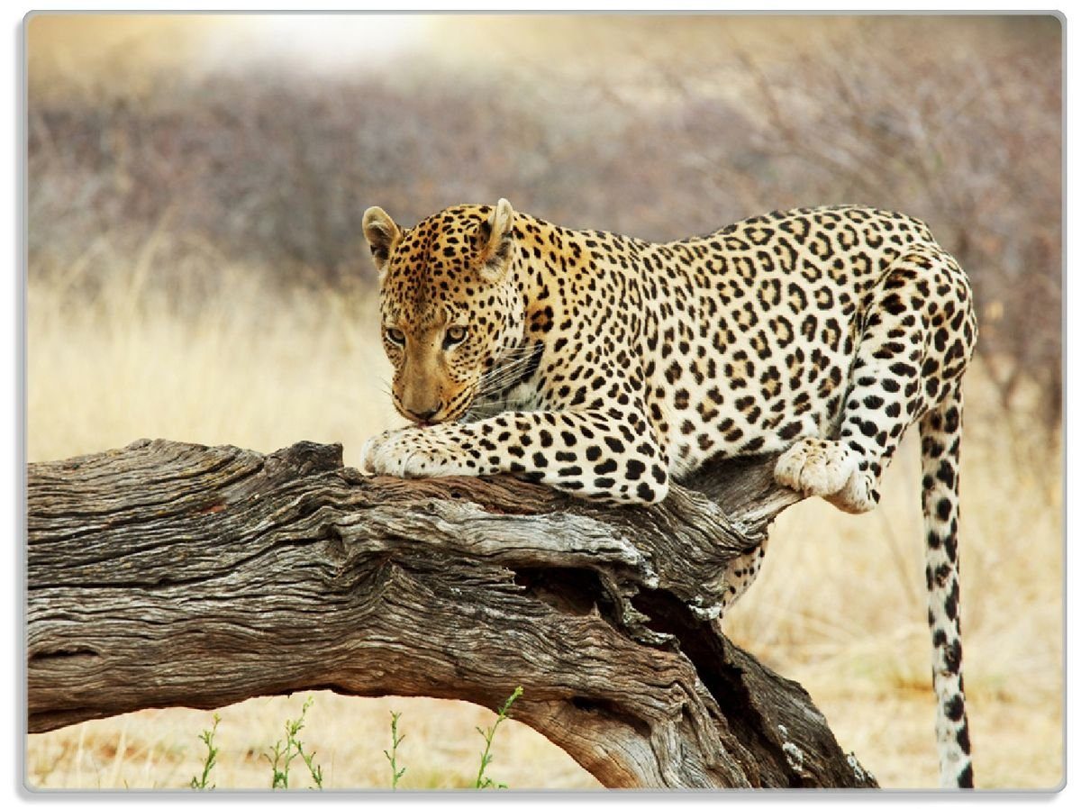Wallario Schneidebrett Leopard auf Baumstamm in Afrika, ESG-Sicherheitsglas, (inkl. rutschfester Gummifüße 4mm, 1-St), 30x40cm | Schneidebretter