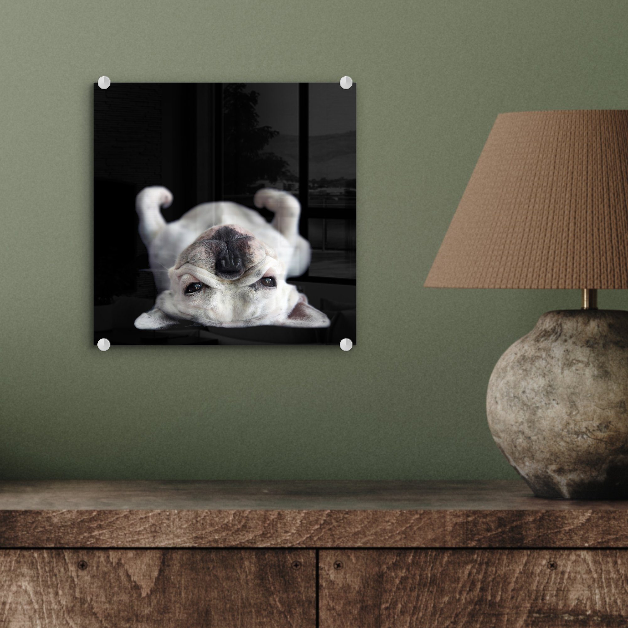 auf auf auf Bilder dem St), auf Acrylglasbild Wanddekoration Rücken Glasbilder (1 - Glas Glas Wandbild Hintergrund, - Bulldogge schwarzem - Foto liegend MuchoWow