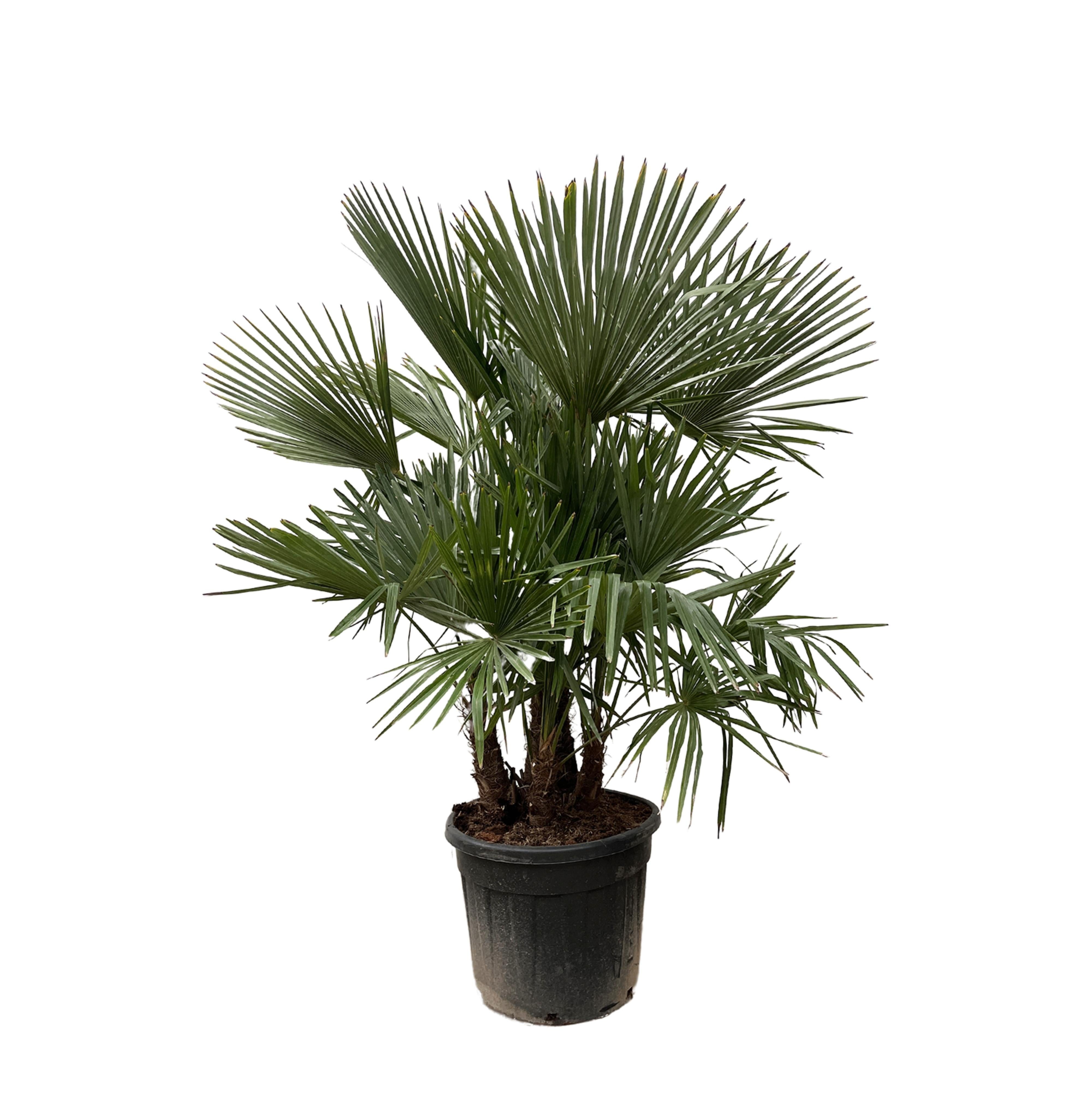 Florora Kübelpflanzen Trachycarpus - Chinesische Hanfpalme - 200 cm – Topf ab Ø40 cm