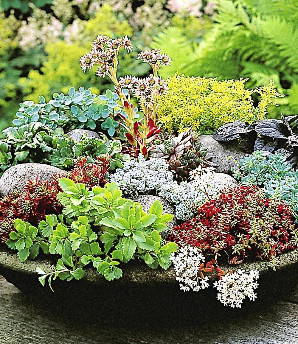 BALDUR Garten Bodendecker Winterharte Sedum-Mischung, 6 St., Steingartenpflanze, immergrün, winterhart, pflegeleicht
