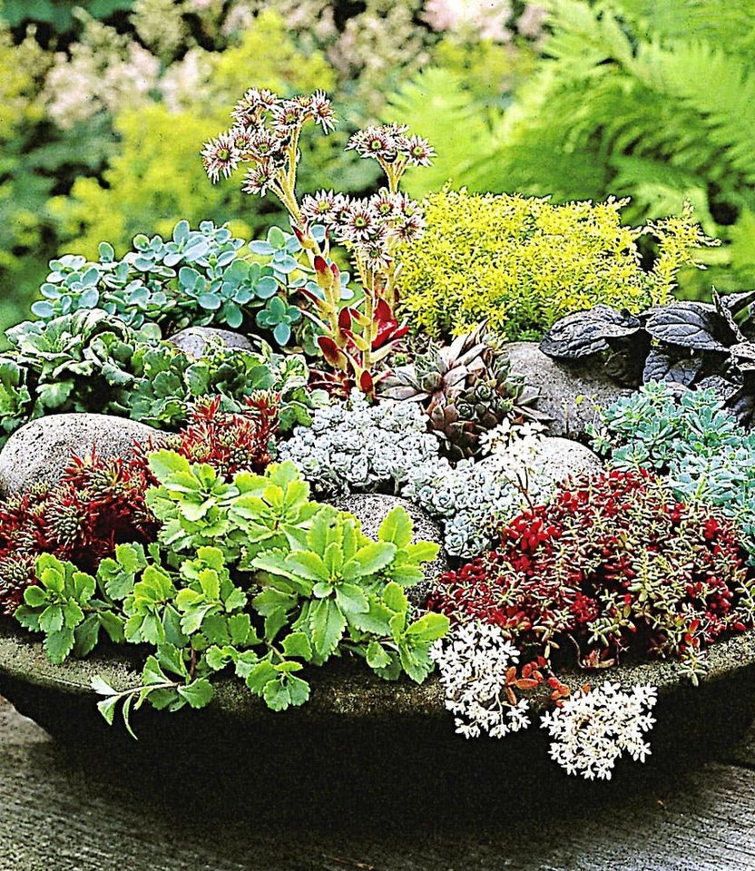 BALDUR Garten Bodendecker Winterharte Sedum-Mischung, 6 St., Steingartenpflanze, immergrün,winterhart, pflegeleicht