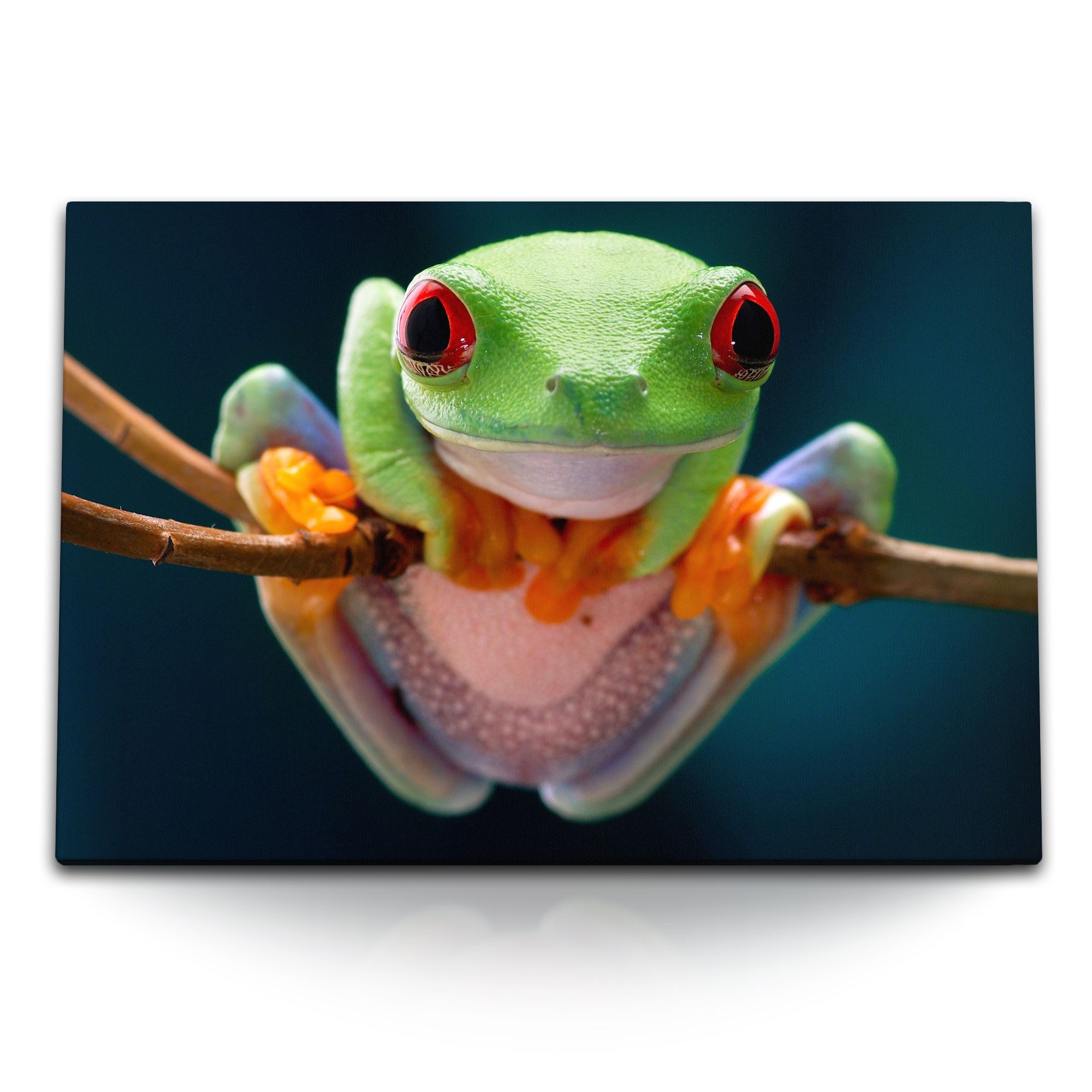 Sinus Art Leinwandbild 120x80cm Wandbild auf Leinwand Exotischer Frosch Regenwald Tierfotogra, (1 St)