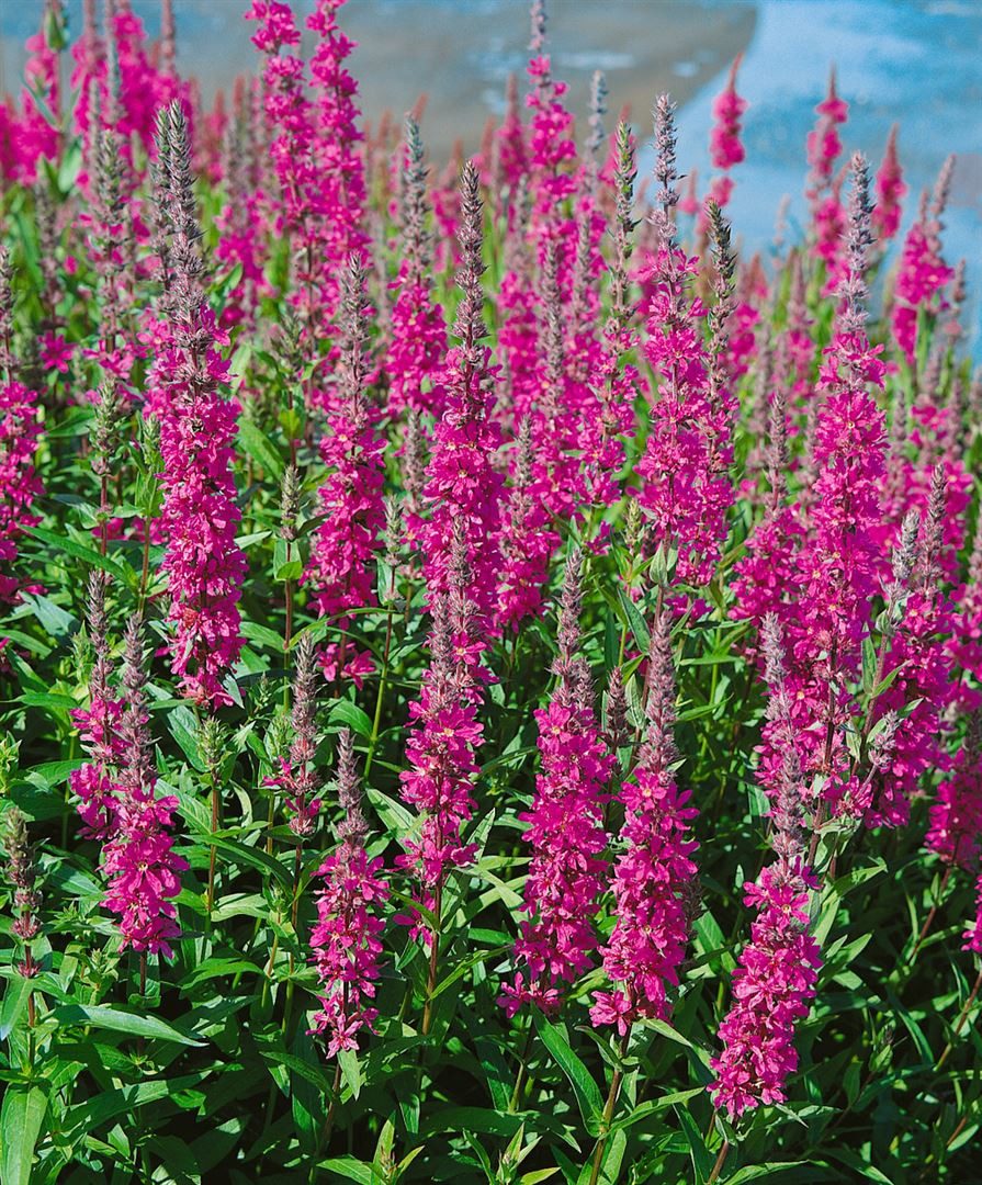 Pflanzen für Dich Staude Lythrum salicaria Robin, 1 St., Blutweiderich, Gewöhnlicher Blutweiderich