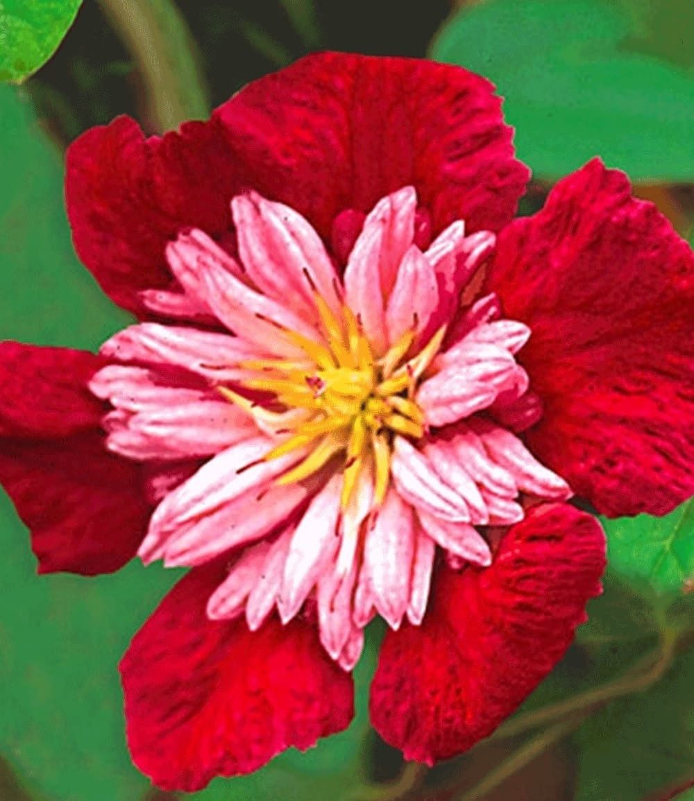 BALDUR Garten Zierstrauch Clematis-Sortiment rot und weiß zum Vorteislpreis, 2 St., Pergola, winterhart, mehrjährig, pflegeleicht