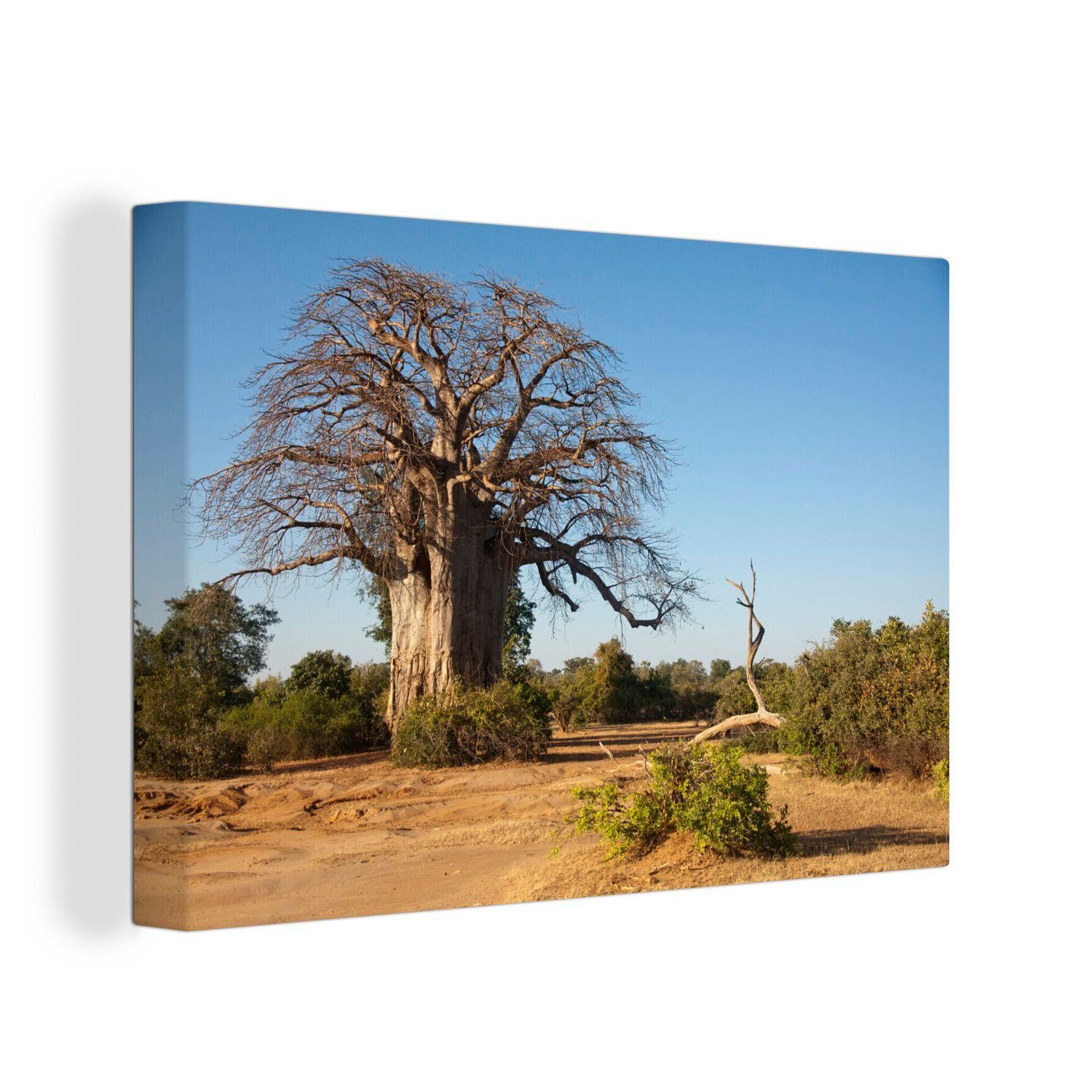 OneMillionCanvasses® Leinwandbild Fantastischer Boabab im Lower Zambezi National Park, (1 St), Wandbild Leinwandbilder, Aufhängefertig, Wanddeko, 30x20 cm