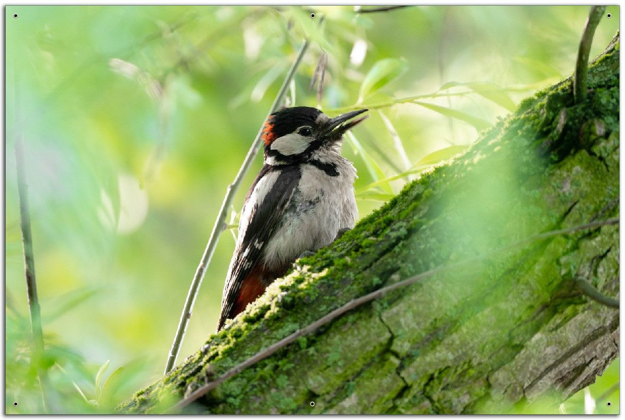 Wallario Sichtschutzzaunmatten Specht im grünen Versteck