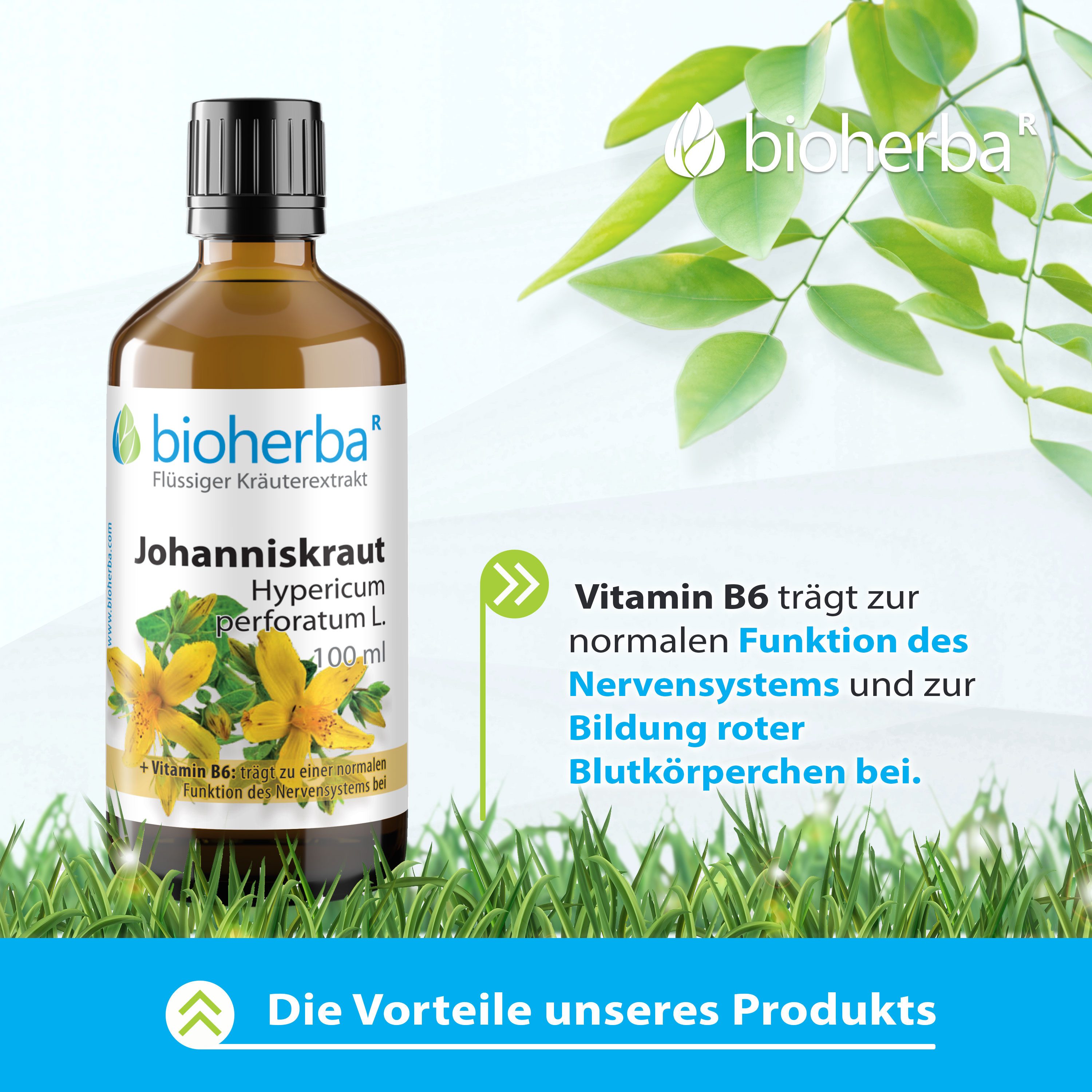BIOHERBA R Bioherba Johanniskraut Tropfen Tinktur 100 ml Tropfen, 1 er