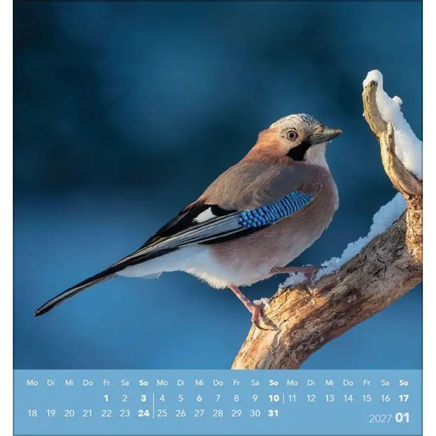 Korsch Verlag Wandkalender Vögel unserer Heimat 2027