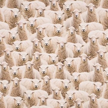 SCHÖNER LEBEN. Stoff Dekostoff Baumwollstoff Halbpanama Sheep Flock Schafherde beige 1,40m, Digitaldruck