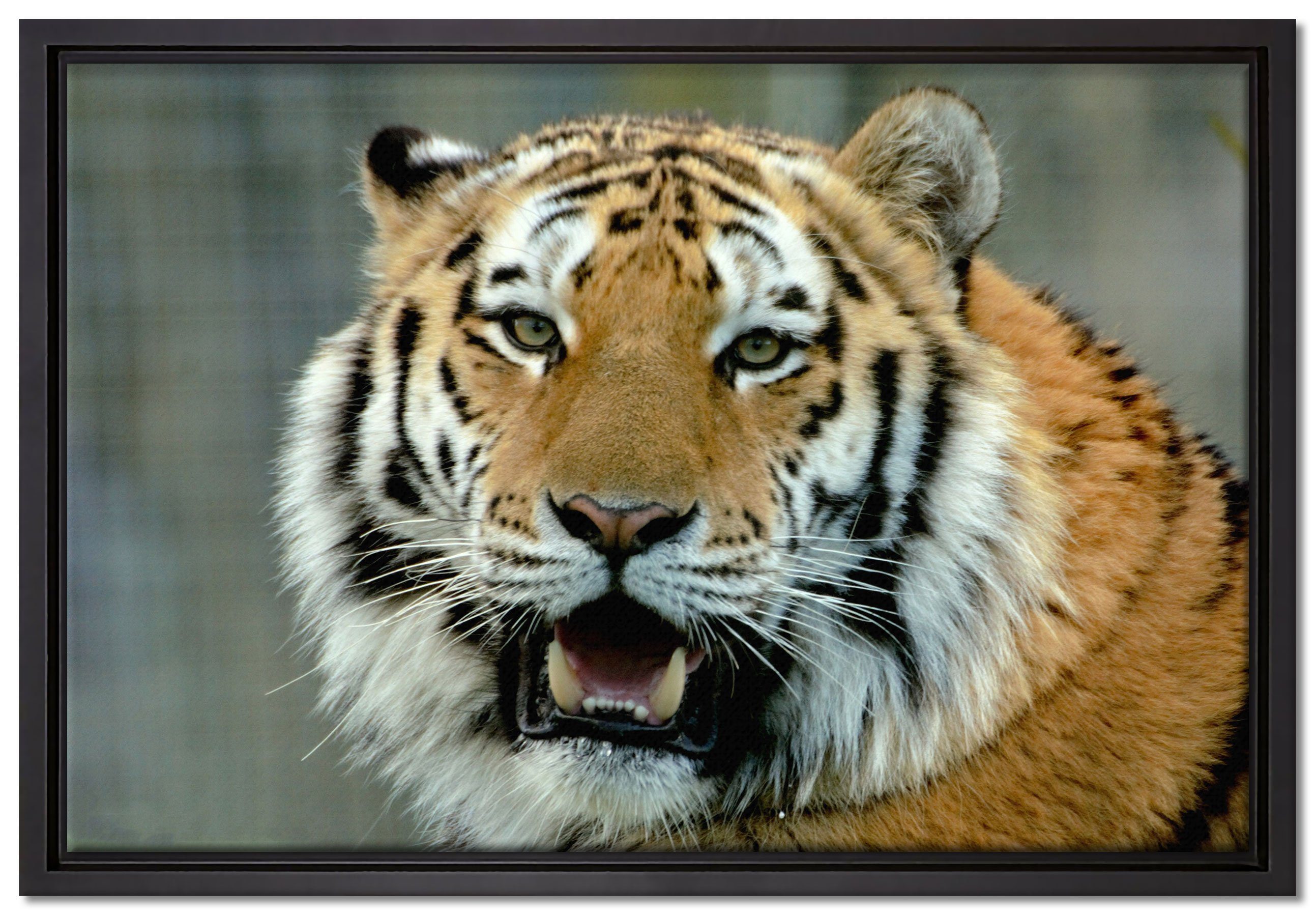Pixxprint Leinwandbild Tiger mit offenem Maul, Wanddekoration (1 St), Leinwandbild fertig bespannt, in einem Schattenfugen-Bilderrahmen gefasst, inkl. Zackenaufhänger
