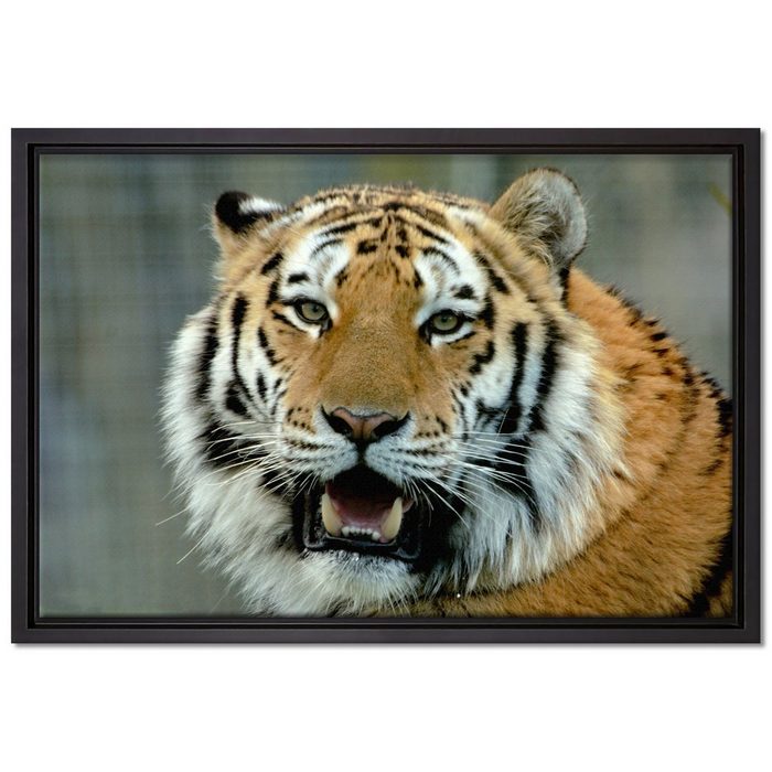 Pixxprint Leinwandbild Tiger mit offenem Maul Wanddekoration (1 St) Leinwandbild fertig bespannt in einem Schattenfugen-Bilderrahmen gefasst inkl. Zackenaufhänger