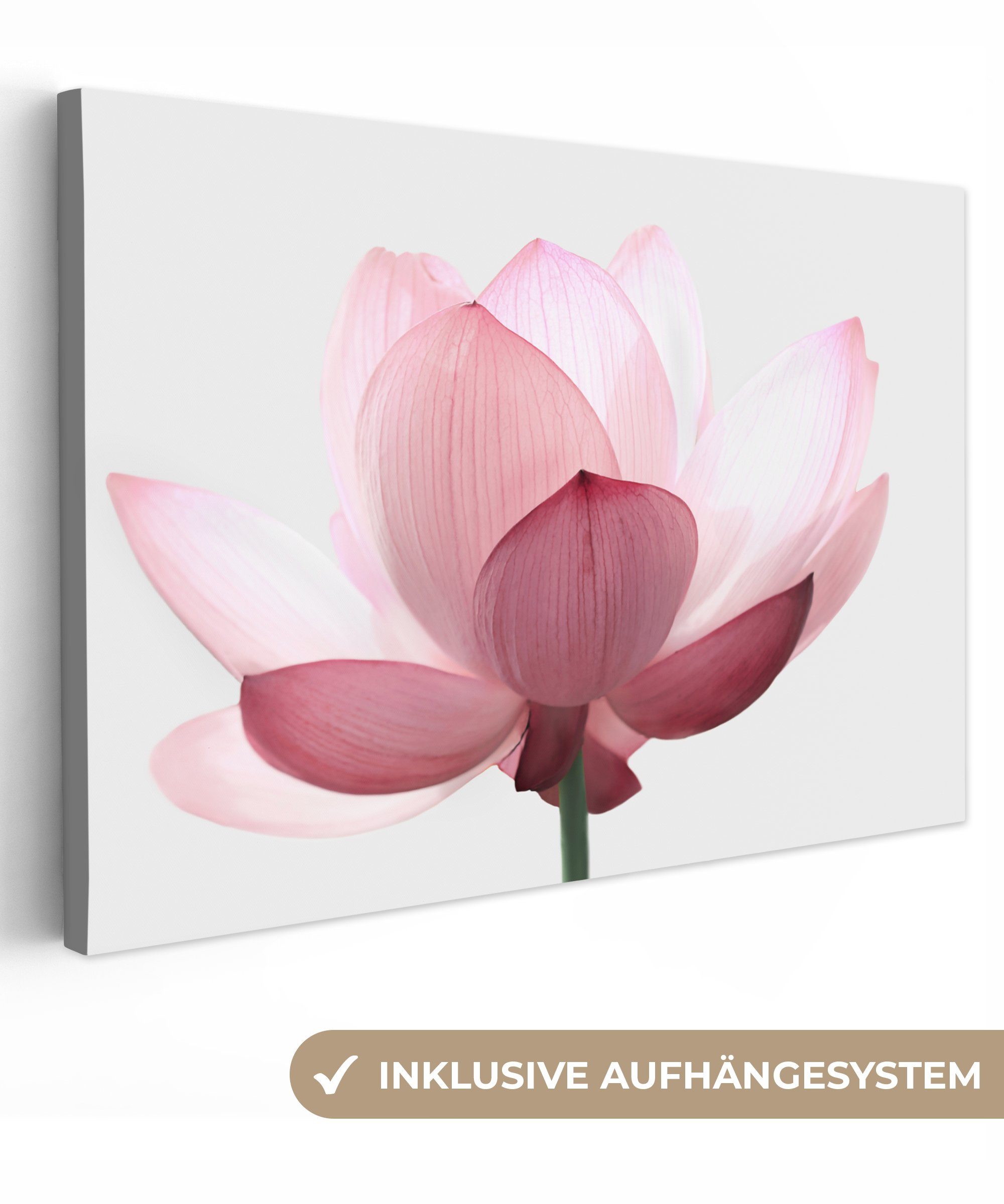 OneMillionCanvasses® Leinwandbild Blumen - Rosa - günstig online kaufen