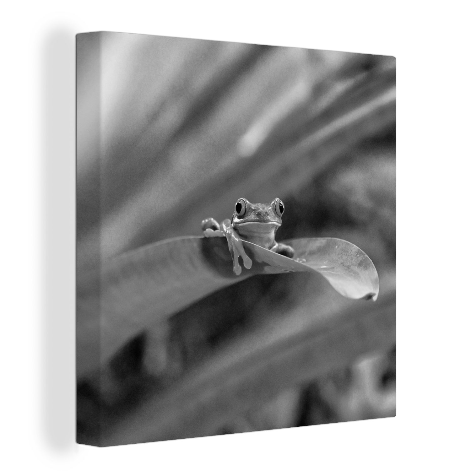 OneMillionCanvasses® Leinwandbild Rotaugenmakakenfrosch unter Blättern in Costa Rica in schwarz-weiß, (1 St), Leinwand Bilder für Wohnzimmer Schlafzimmer