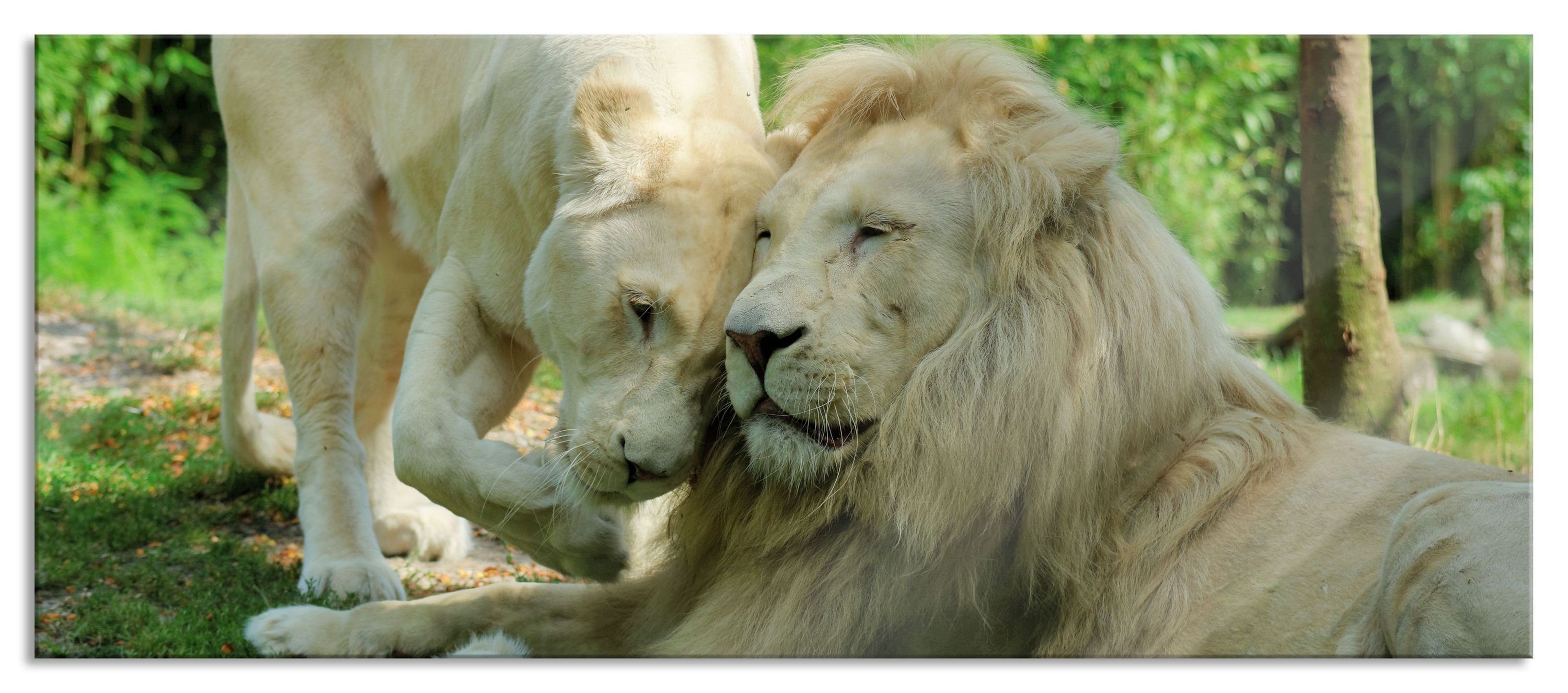 Pixxprint Glasbild verliebtes Löwenpaar, verliebtes Löwenpaar (1 St), Glasbild aus Echtglas, inkl. Aufhängungen und Abstandshalter