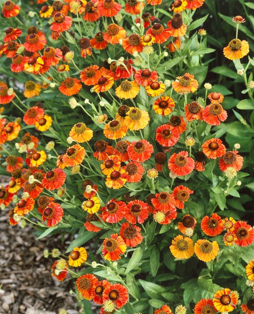 Pflanzen für Dich Staude Helenium 'Red Army', 1 St., Sonnenbraut