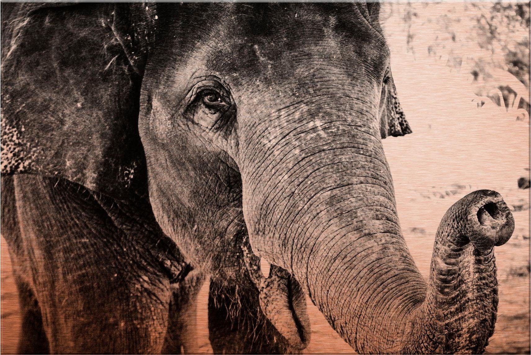 Wall-Art Alu-Dibond-Druck Indian Elephant, 60/40 cm