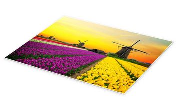 Posterlounge Poster Editors Choice, Holländische Windmühlen und Tulpenfelder, Fotografie