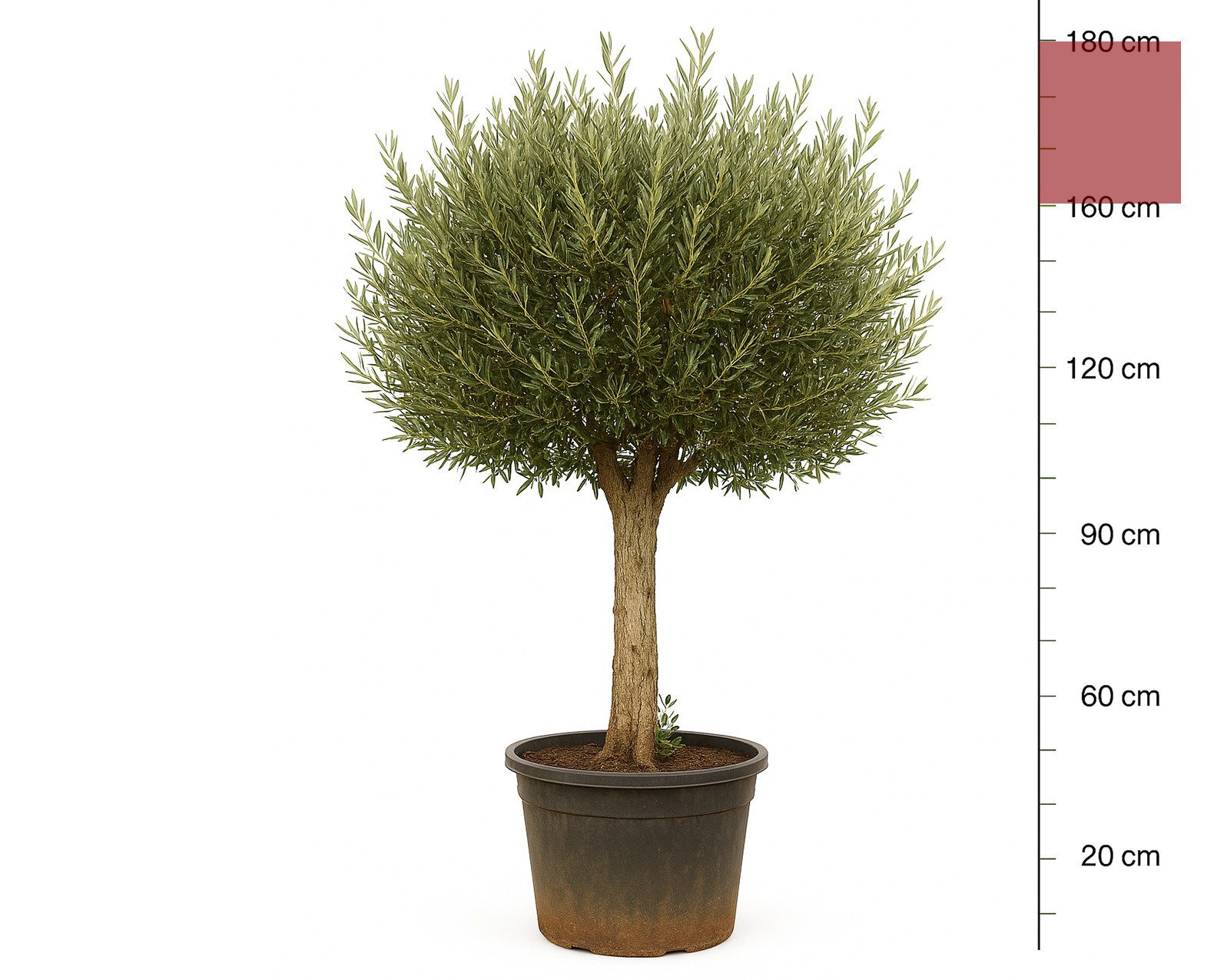 Palms-Store Olivenbaum Olea Europaea "Picual" mit dicken Stamm & Gesamthöhe günstig online kaufen