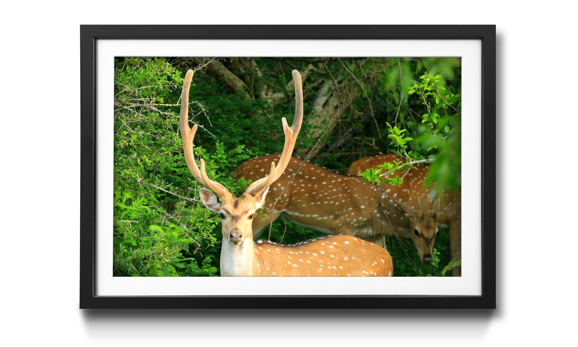 WandbilderXXL Bild mit Rahmen erhältlich 4 Deer, Hirsch, in Größen Watching Wandbild