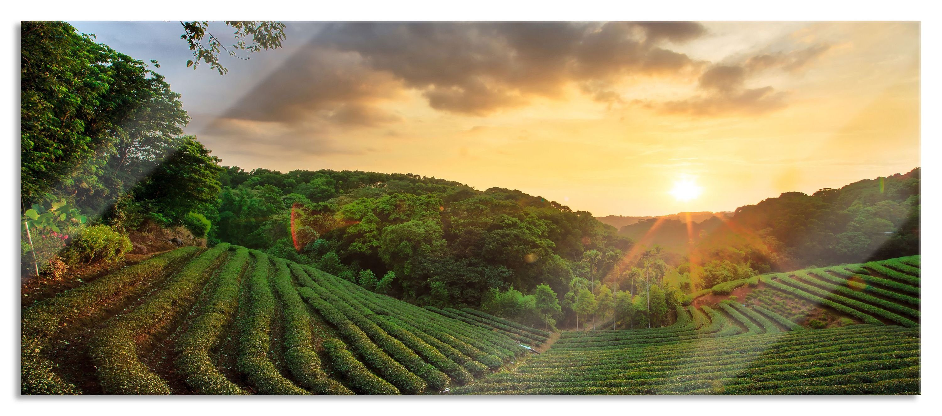 Glasbild Teeplantage bei Sonnenuntergang