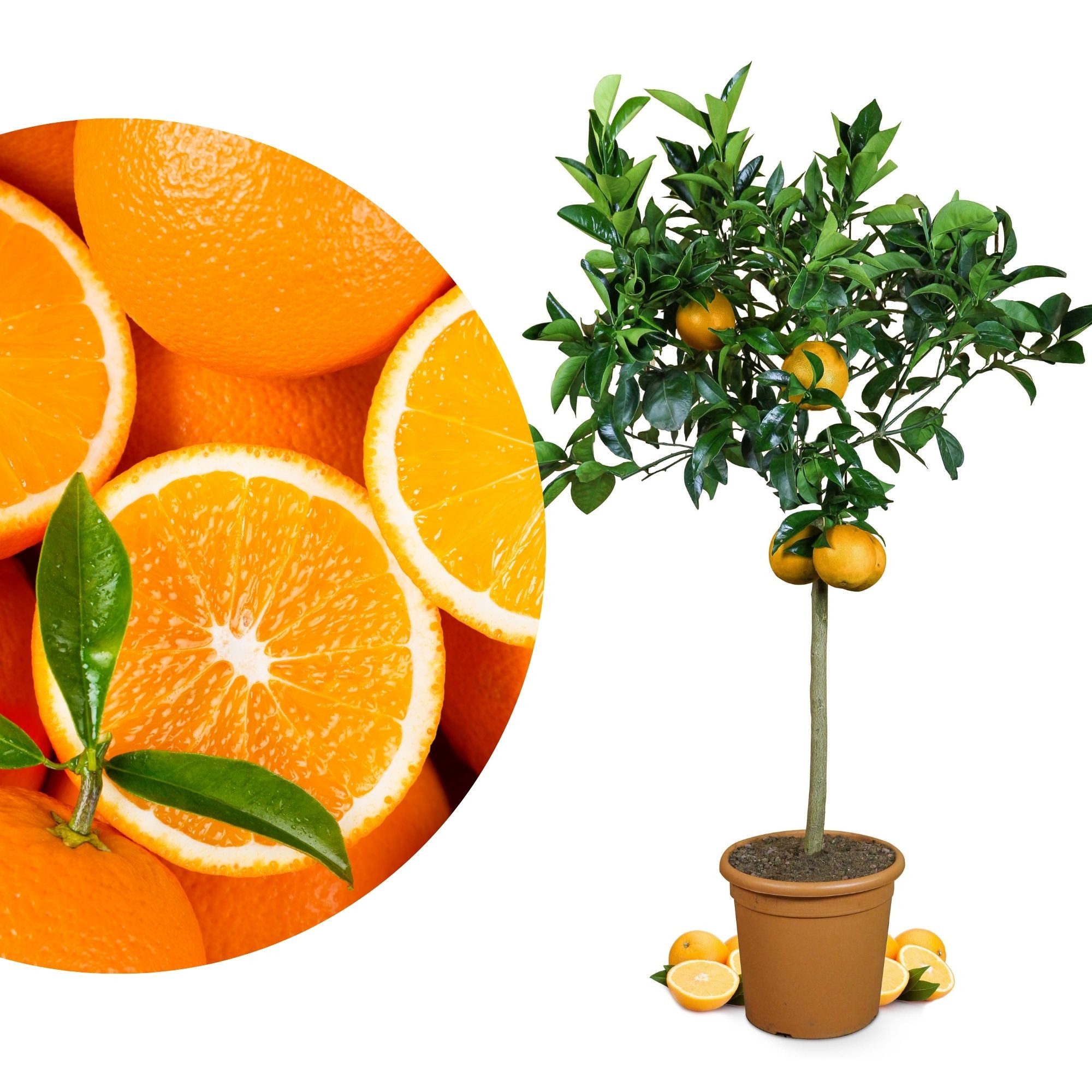 Meine Orangerie Obstpflanze Orangenbaum Citrus Sinensis, echter Orangenbaum, professionell veredelter und fruchtreifer Zitrusbaum