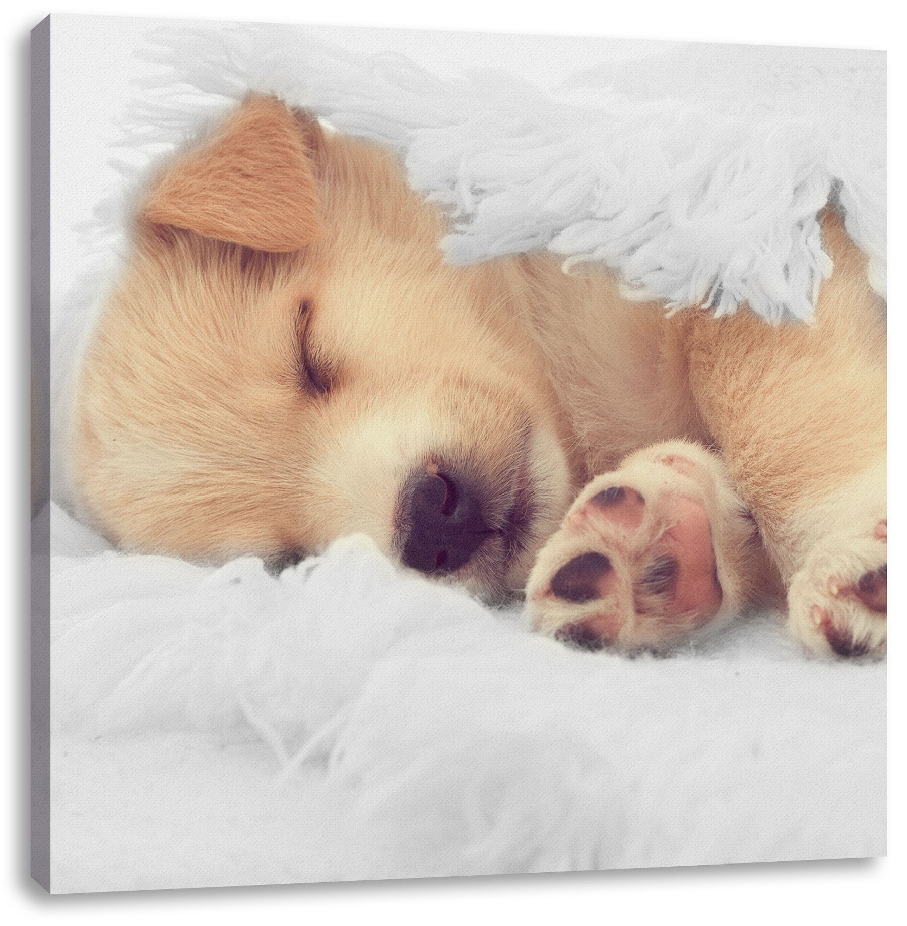 Pixxprint Leinwandbild kleiner schlafender schlafender Leinwandbild bespannt, kleiner Welpe, (1 St), inkl. Welpe fertig Zackenaufhänger