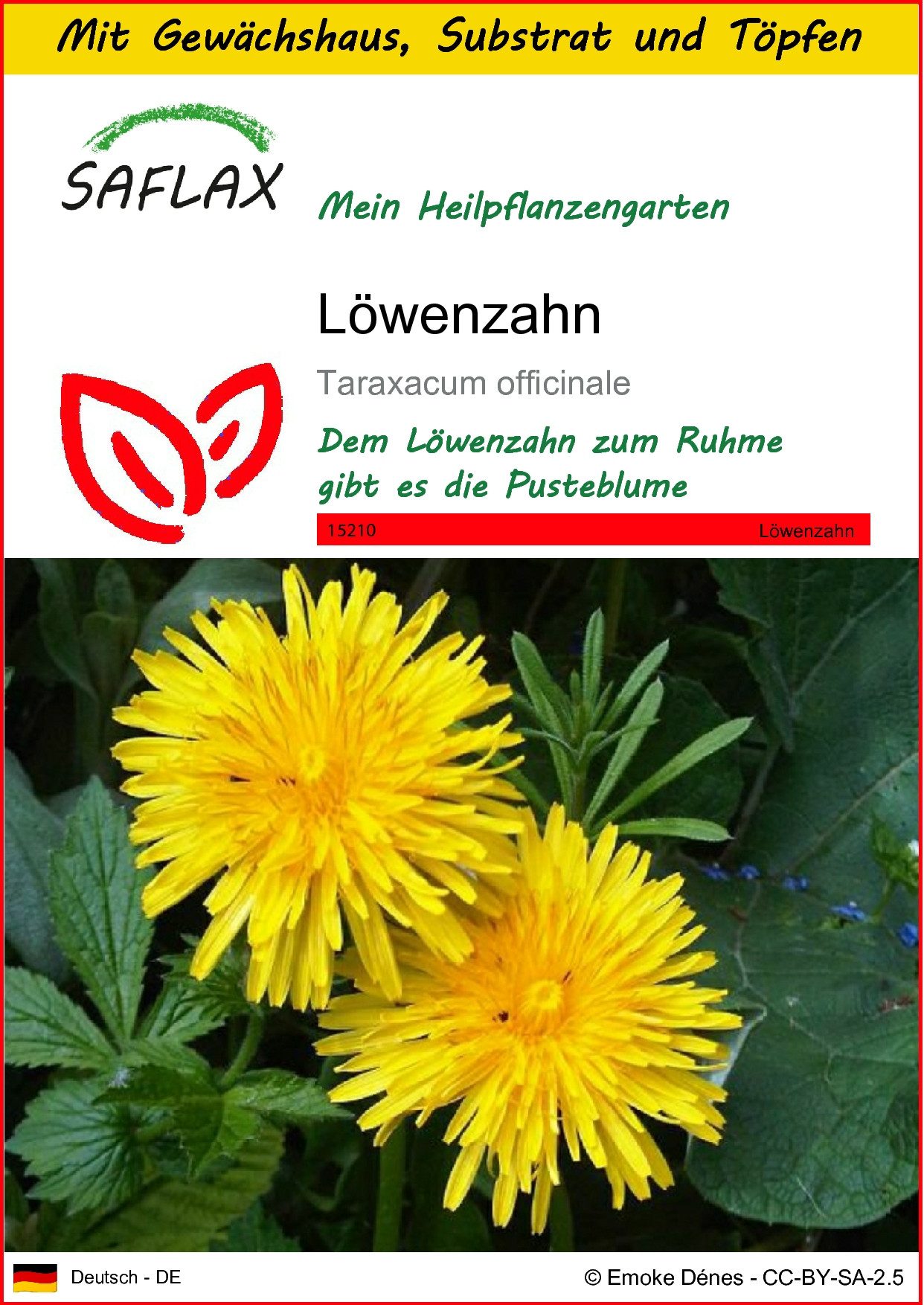 Blumensamen SAFLAX - Anzuchtset - Löwenzahn
