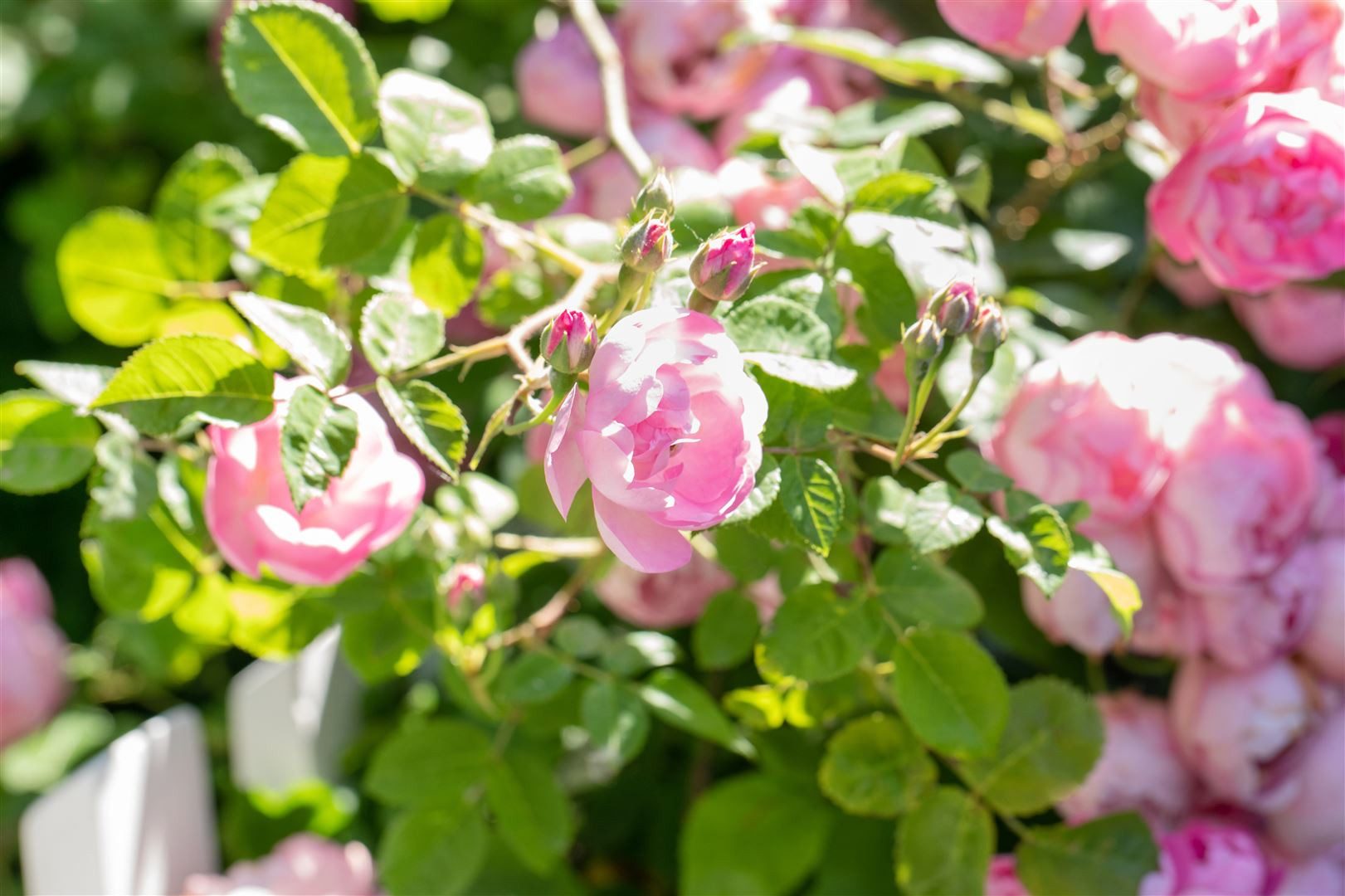 Pflanzen für Dich Rose Rosa 'The Fairy'