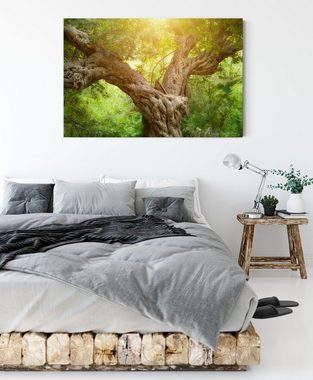 Pixxprint Leinwandbild Mächtiger Baum im Wald, Mächtiger Baum im Wald (1 St), Leinwandbild fertig bespannt, inkl. Zackenaufhänger