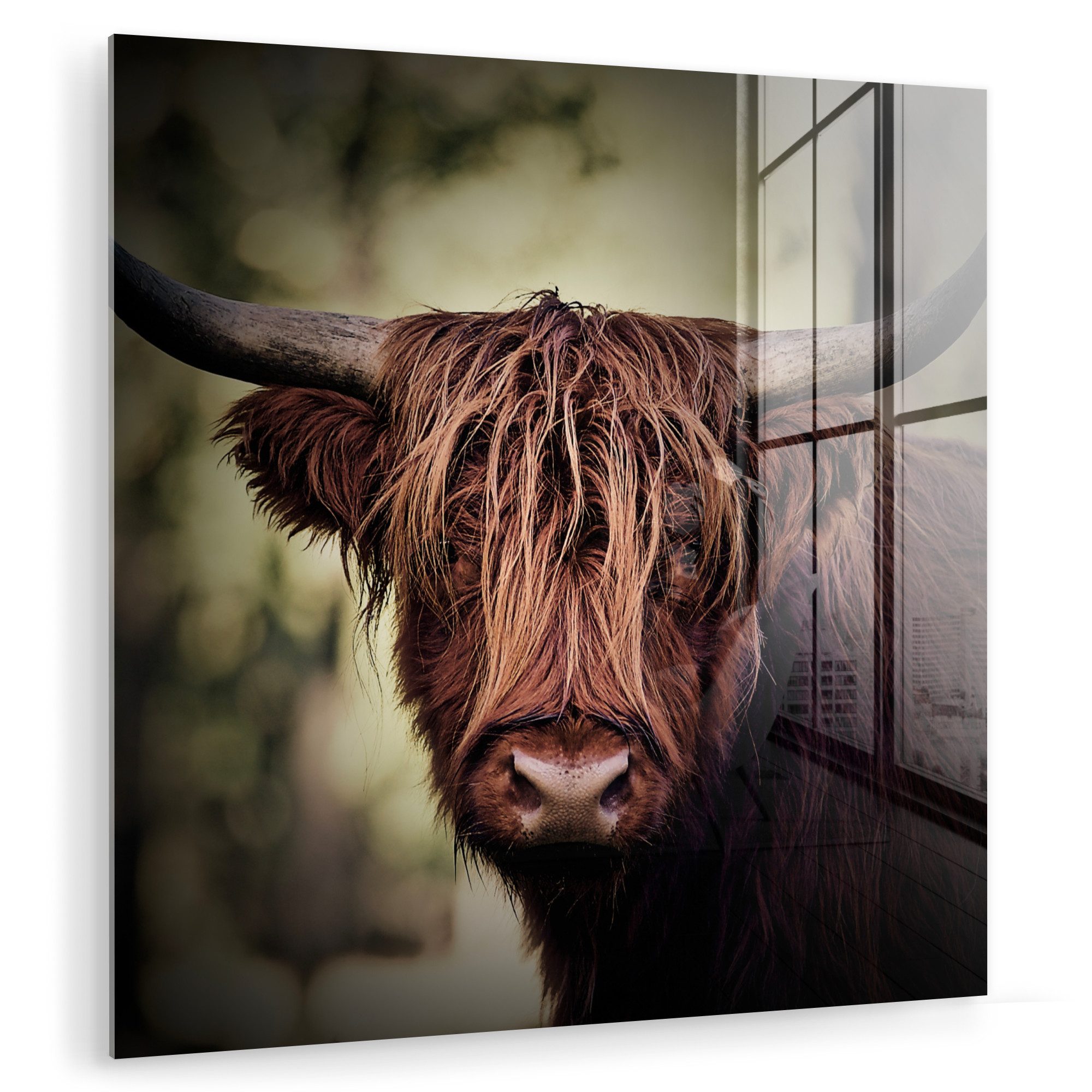 MuchoWow Acrylglasbild Schottischer Hochländer - Licht günstig online kaufen