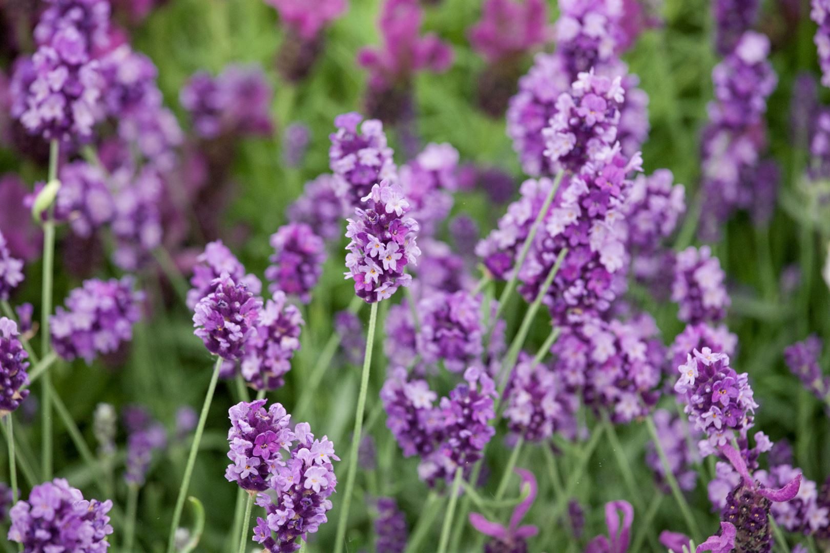 Pflanzen für Dich Staude Lavandula ang. Peter Pan, 1 St., Lavendel, Echter Lavendel, Schmalblättriger Lavendel