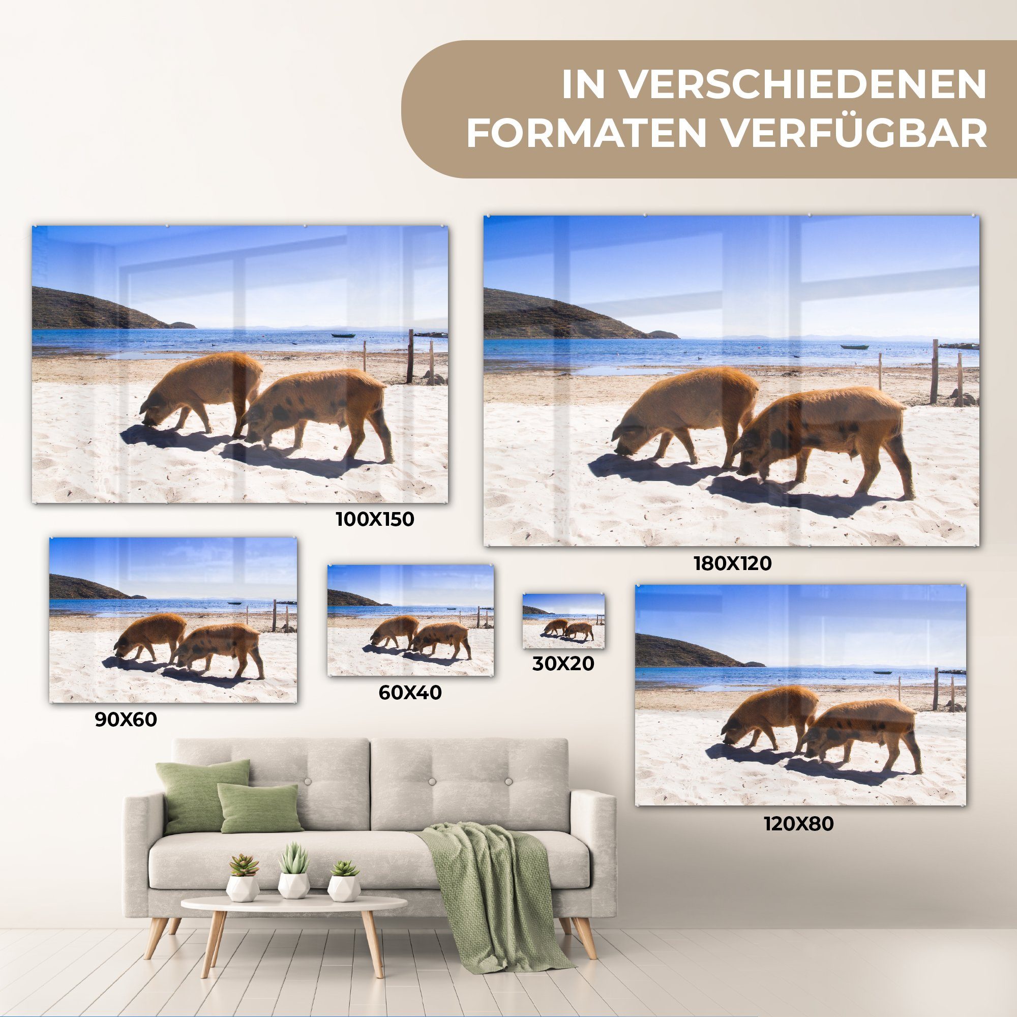 MuchoWow Acrylglasbild Schweine - Sommer (1 - Schlafzimmer Strand, & Wohnzimmer St), Acrylglasbilder