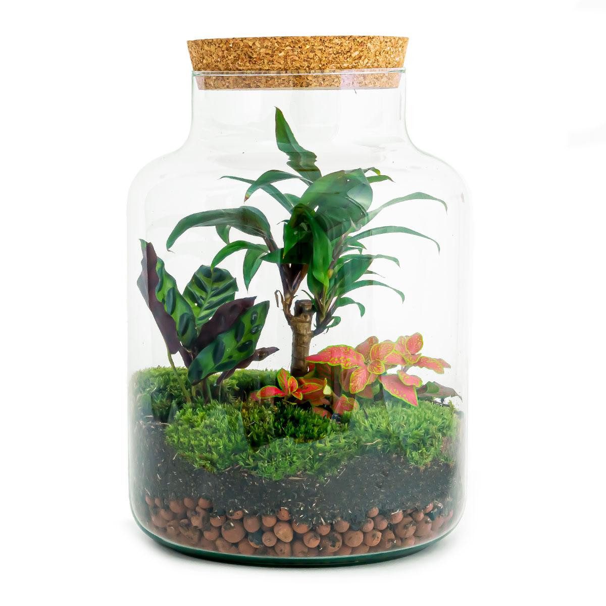 Exotenherz Zimmerpflanze Flaschengarten "Milky" - DIY-Pflanzenterrarium - 30 cm hoch