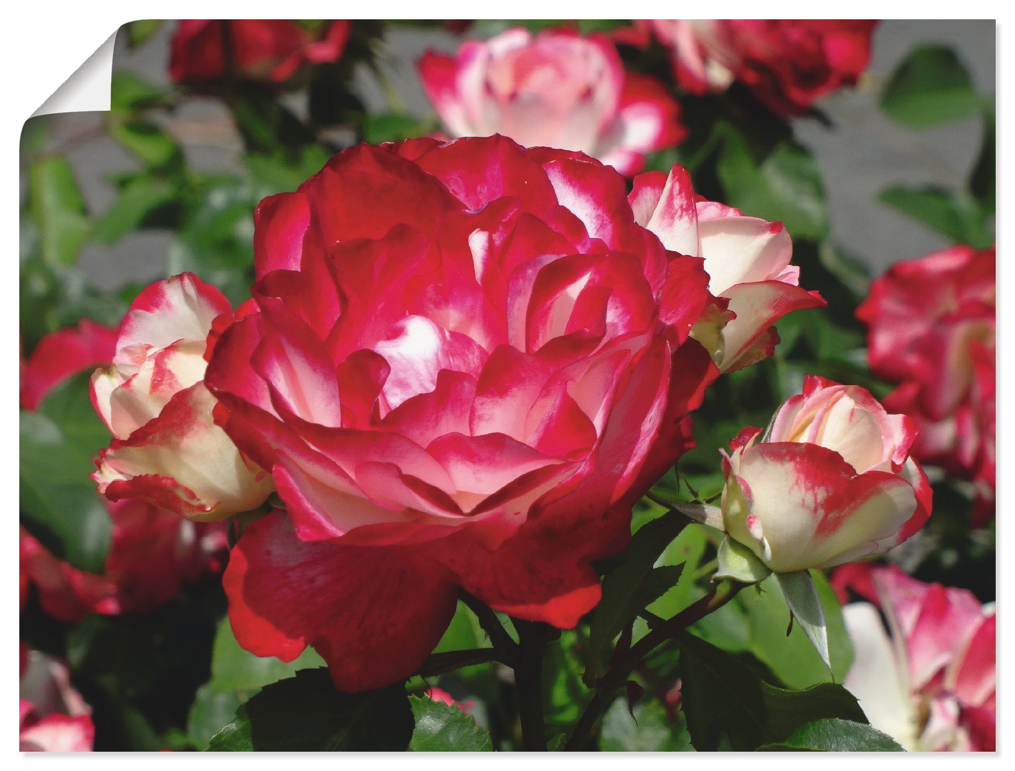 Artland Poster Rot weiße Rosenblüte, Blumen (1 St), ohne Rahmen