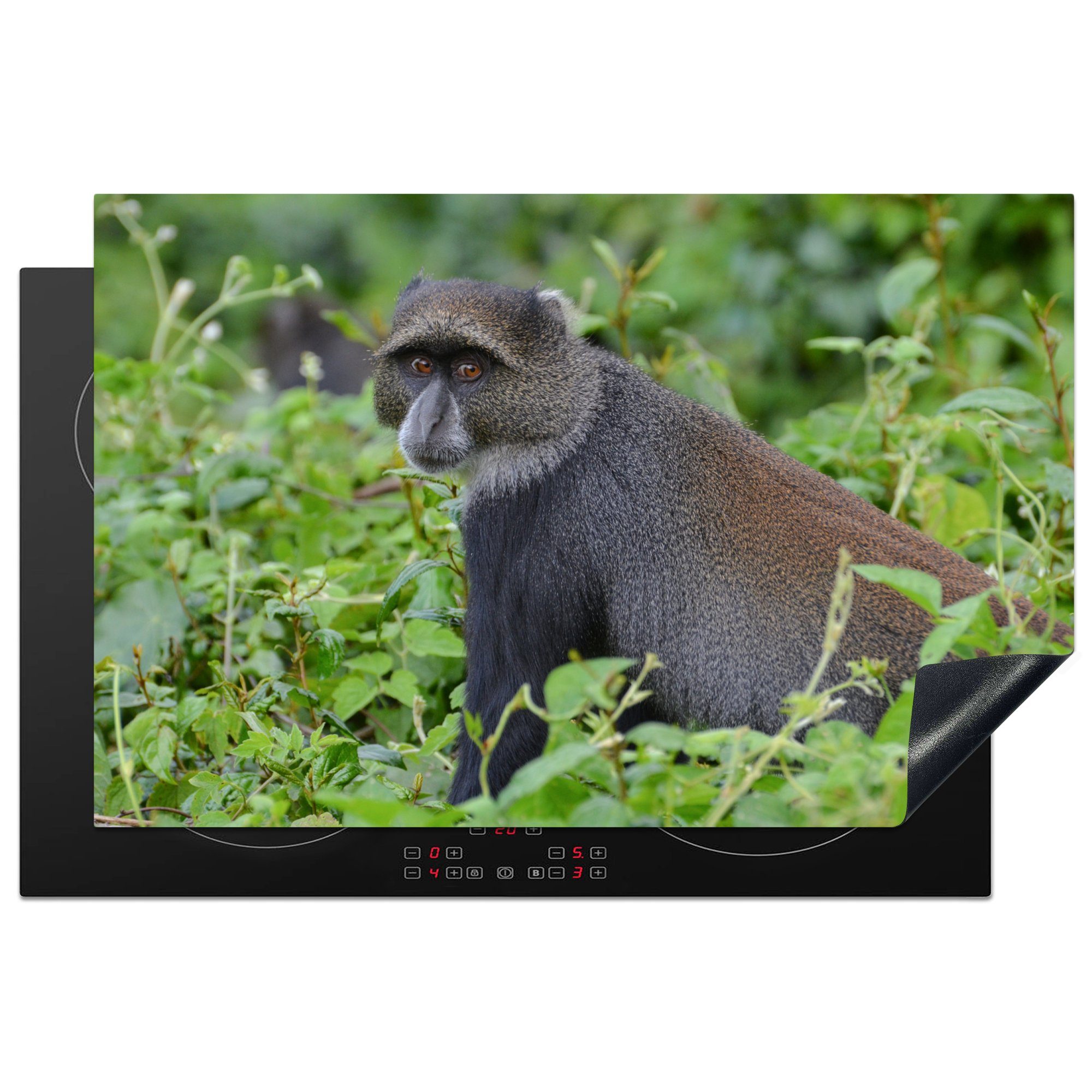 MuchoWow Herdblende-/Abdeckplatte Neugieriger Affe in den dichten Wäldern des Arusha-Nationalparks, Vinyl, (1 tlg), 81x52 cm, Induktionskochfeld Schutz für die küche, Ceranfeldabdeckung